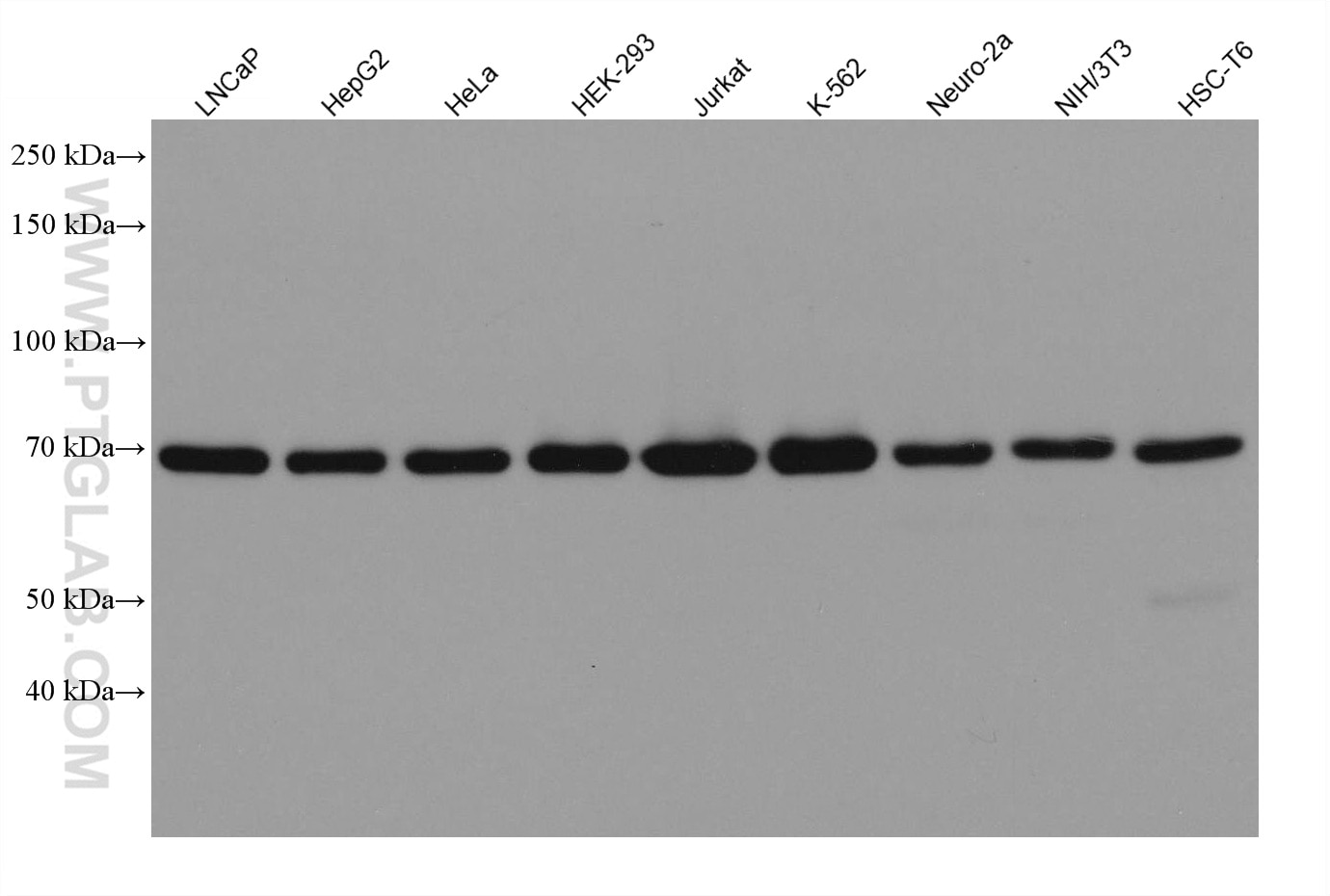 Various lysates were subjected to SDS PAGE followed by western blot with 80323-1-RR (METTL3 antibody) at dilution of 1:10000 incubated at room temperature for 1.5 hours.