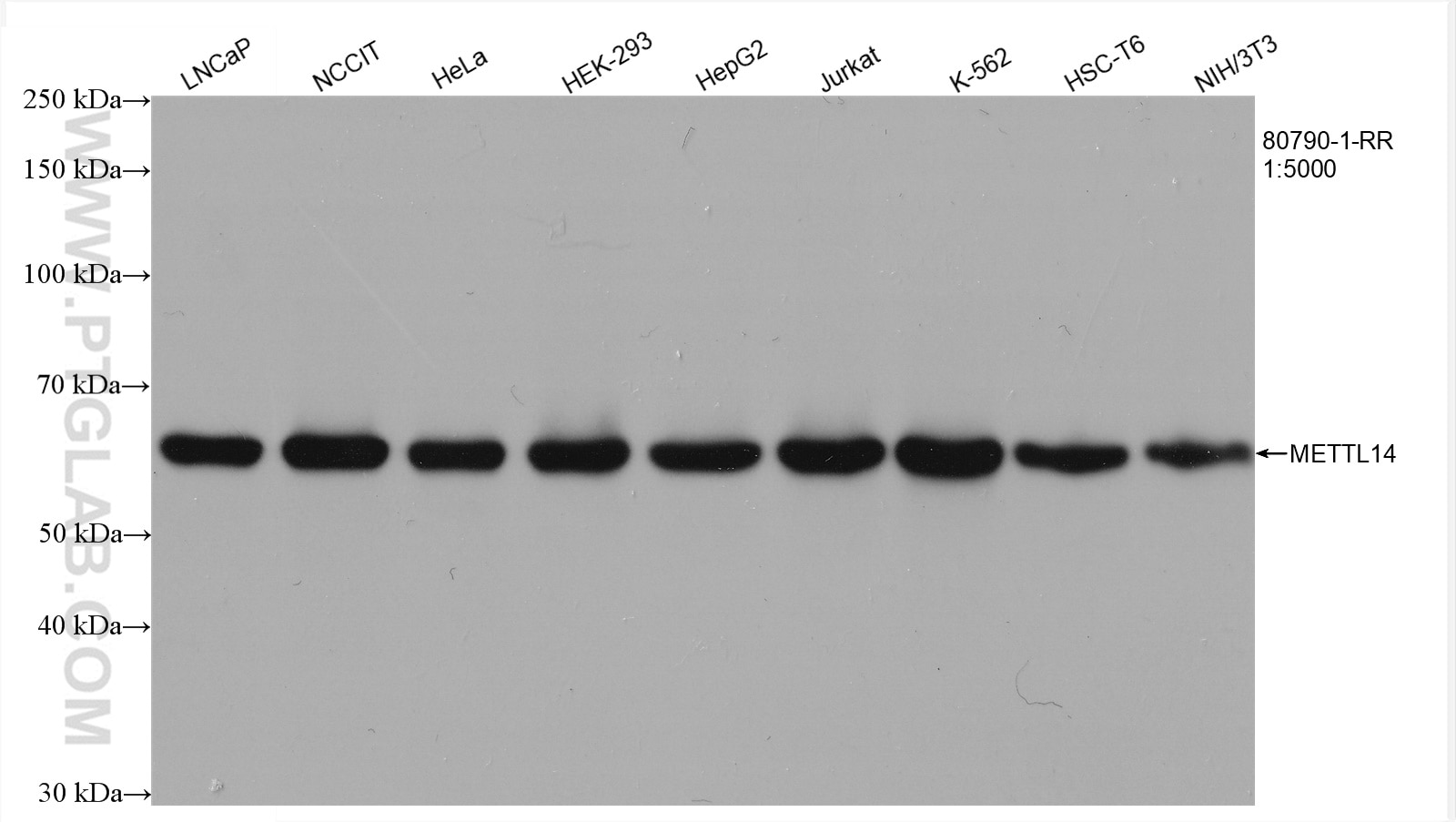 Various lysates were subjected to SDS PAGE followed by western blot with 80790-1-RR (METTL14 antibody) at dilution of 1:5000 incubated at room temperature for 1.5 hours.
