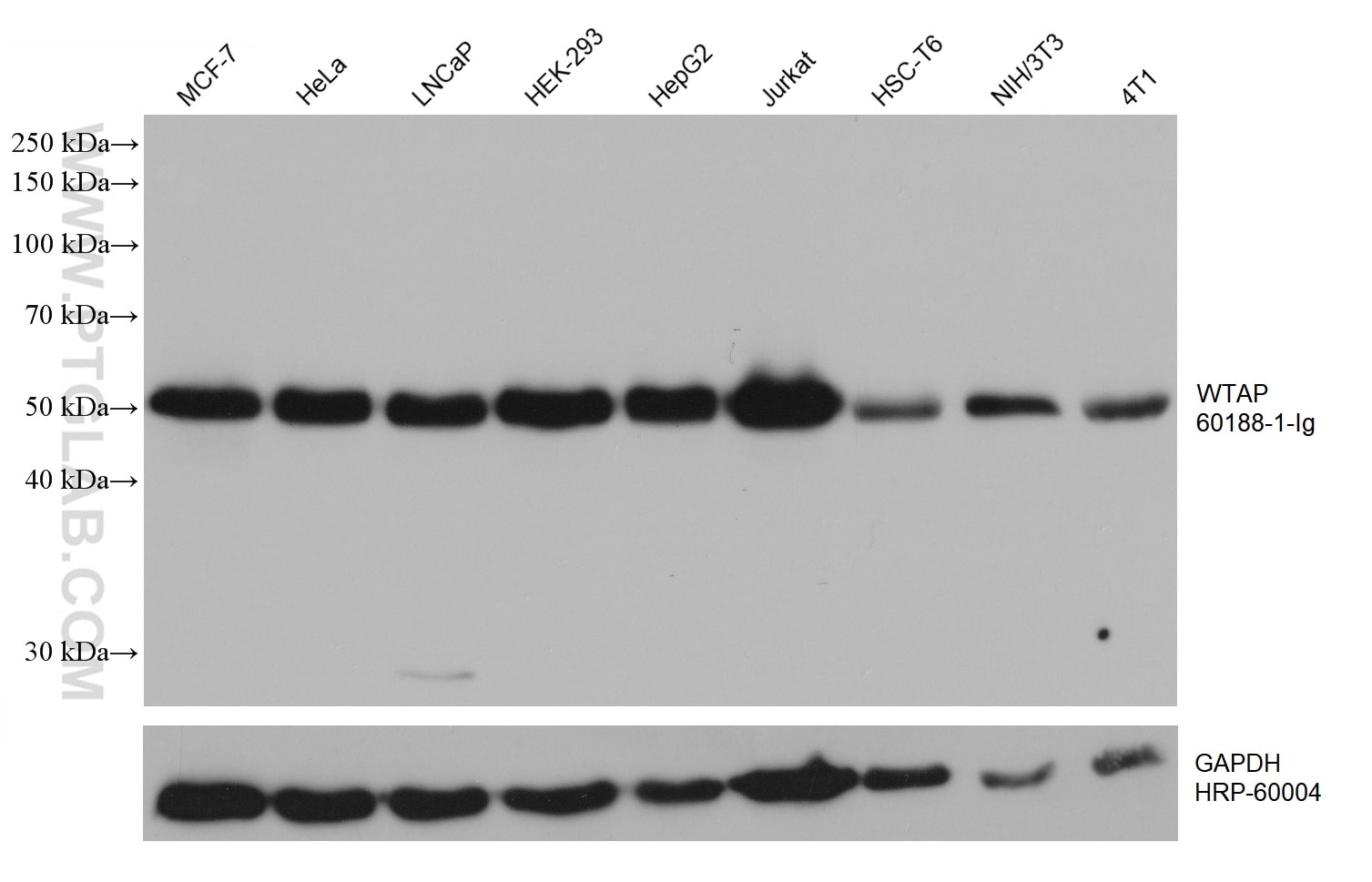 Various lysates were subjected to SDS PAGE followed by western blot with 60188-1-Ig (WTAP antibody) at dilution of 1:20000 incubated at room temperature for 1.5 hours. The membrane was stripped and reblotted with HRP-conjugated GAPDH Monoclonal antibody (HRP-60004) as loading control.