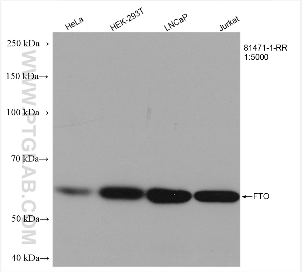 Various lysates were subjected to SDS PAGE followed by western blot with 81471-1-RR (FTO antibody) at dilution of 1:5000 incubated at room temperature for 1.5 hours.