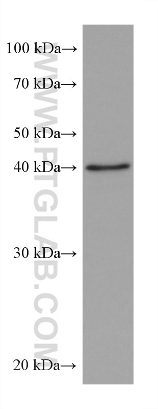 NIH/3T3 cells were subjected to SDS PAGE followed by western blot with 67811-1-Ig (ALKBH5 antibody) at dilution of 1:10000 incubated at room temperature for 1.5 hours.