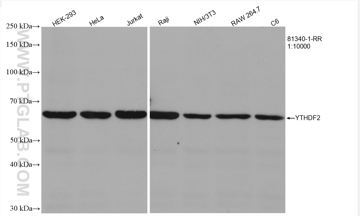 Various lysates were subjected to SDS PAGE followed by western blot with 81340-1-RR (YTHDF2 antibody) at dilution of 1:10000 incubated at room temperature for 1.5 hours.
