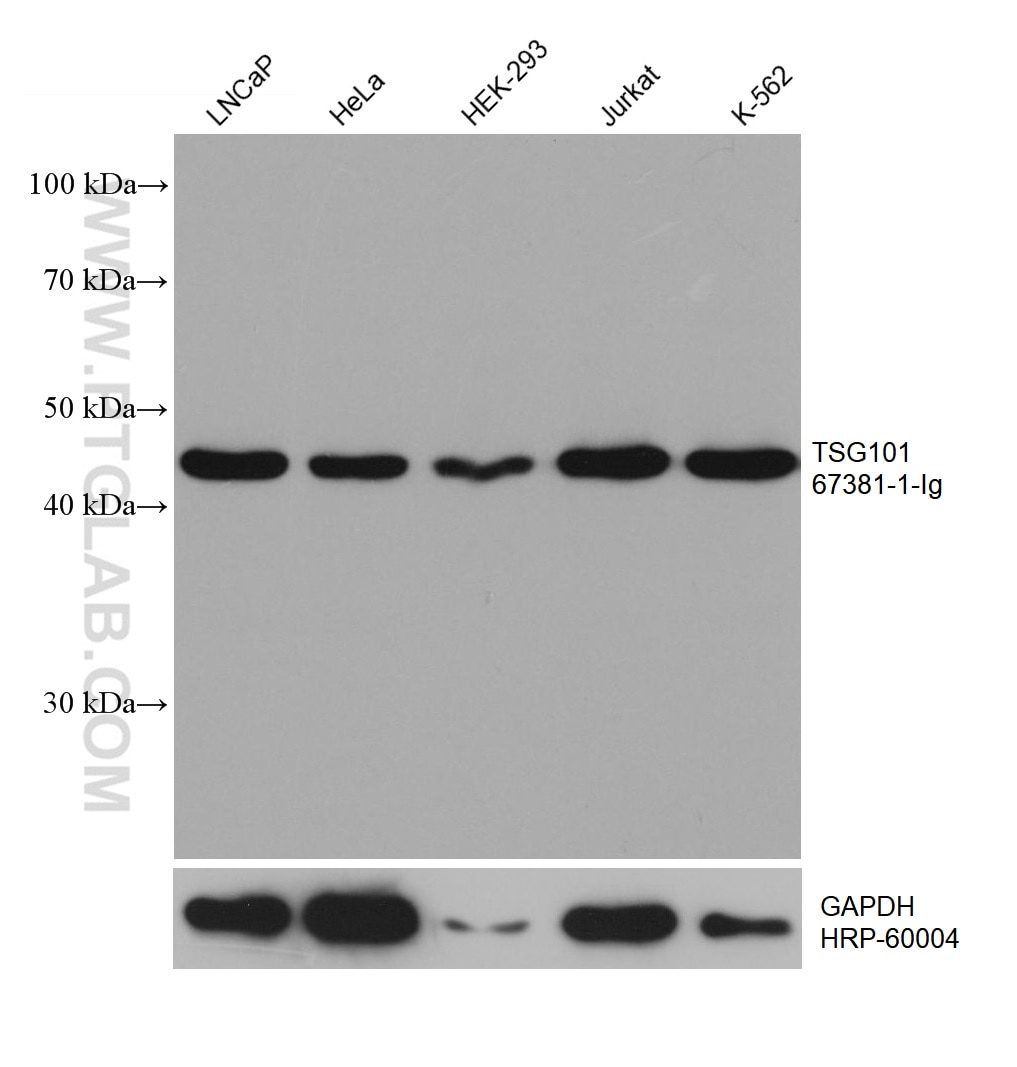 Various lysates were subjected to SDS PAGE followed by western blot with 67381-1-Ig (TSG101 antibody) at dilution of 1:20000 incubated at room temperature for 1.5 hours. The membrane was stripped and reblotted with HRP-conjugated GAPDH Monoclonal antibody (HRP-60004) as loading control.