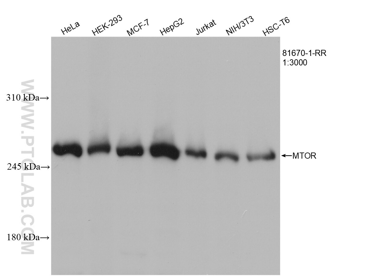 Various lysates were subjected to SDS PAGE followed by western blot with 81670-1-RR (mTOR antibody) at dilution of 1:3000 incubated at room temperature for 1.5 hours.