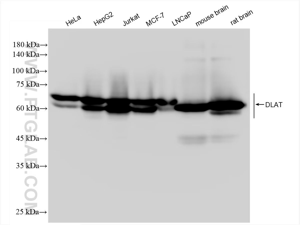 Various lysates were subjected to SDS PAGE followed by western blot with 83654-3-RR (DLAT antibody) at dilution of 1:10000 incubated at room temperature for 1.5 hours.