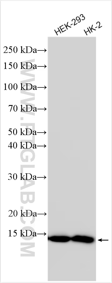 Various lysates were subjected to SDS PAGE followed by western blot with 82957-2-RR (FDX1 antibody) at dilution of 1:3000 incubated at room temperature for 1.5 hours.