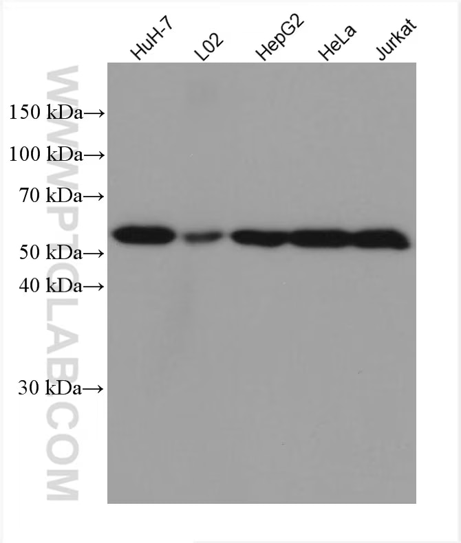 Various lysates were subjected to SDS PAGE followed by western blot with 67702-1-Ig (DLD antibody) at dilution of 1:5000 incubated at room temperature for 1.5 hours.
