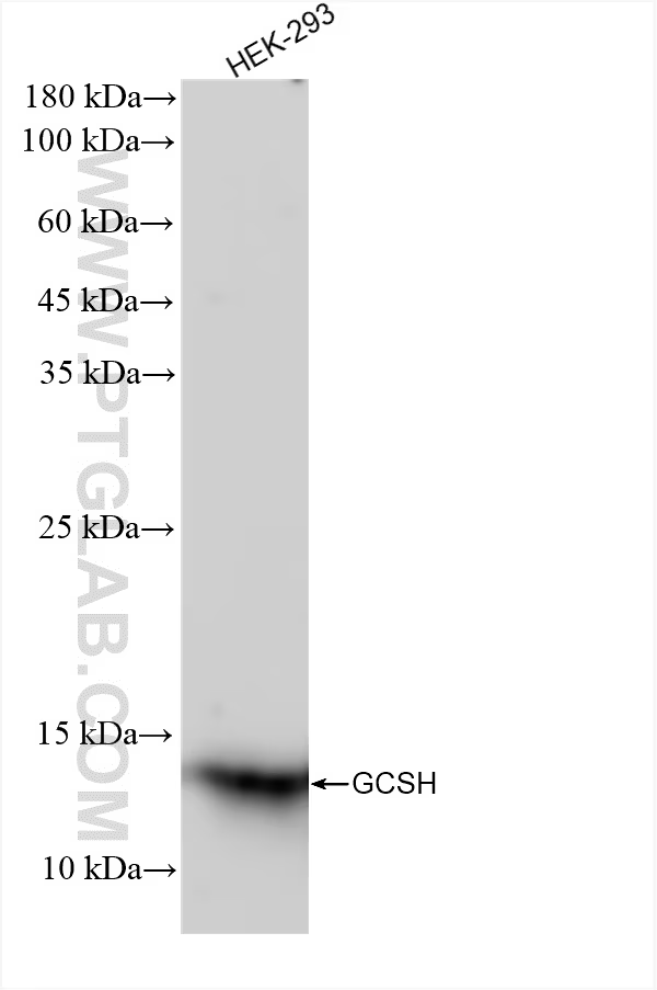 HEK-293 cells were subjected to SDS PAGE followed by western blot with 83012-5-RR (GCSH antibody) at dilution of 1:10000 incubated at room temperature for 1.5 hours.
