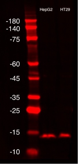 HepG2 and HT29 lysates were subjected to SDS PAGE followed by western blot ChemBright CoraLite® Plus 647 Antibody Conjugation Kit (PK30031) conjugated TOM20 Polyclonal antibody (11802-1-AP) at dilution of 1:1000 incubated at room temperature for 1.5 hours.