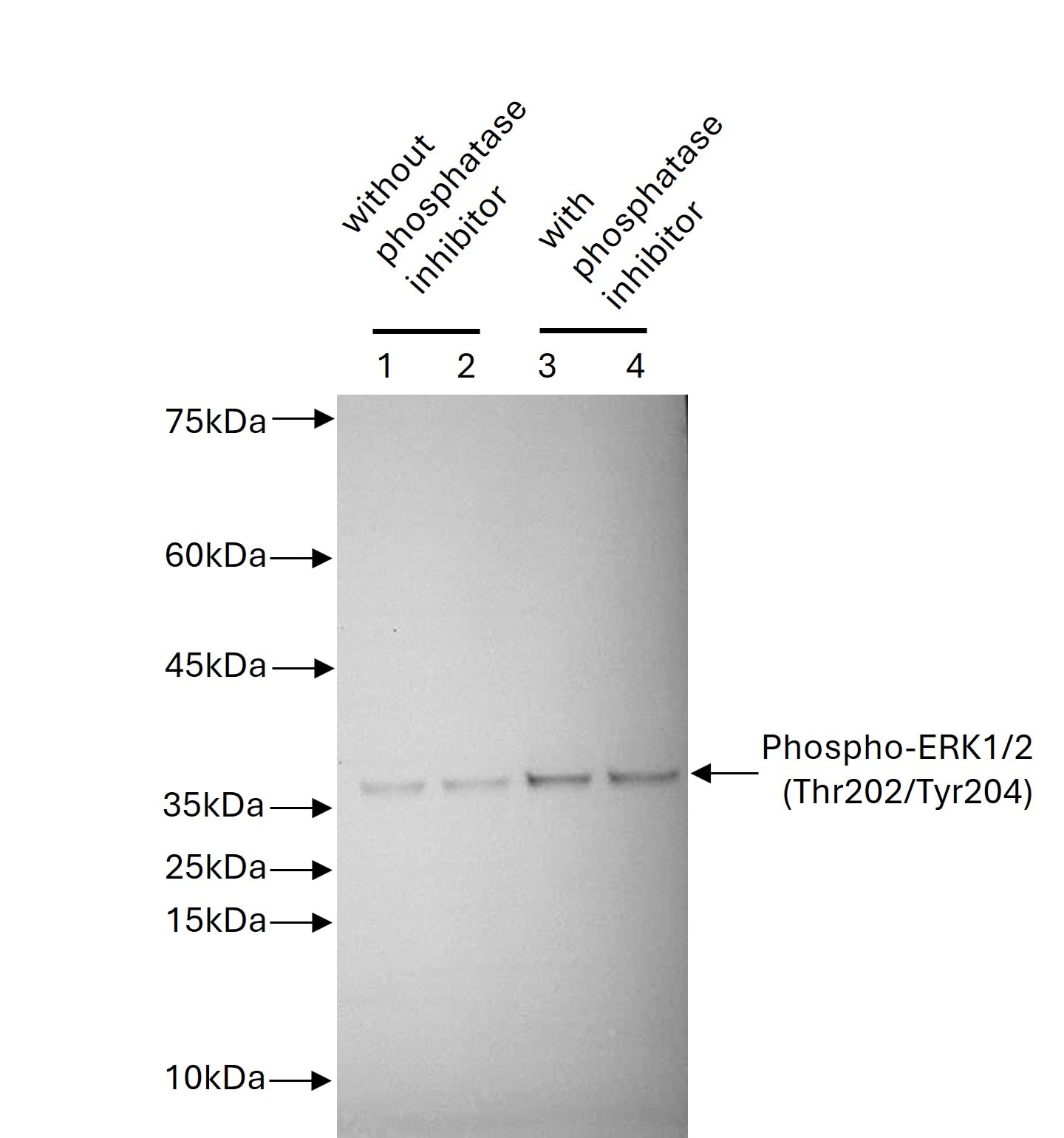 NIH3T3 cells were activated with 400 nM PMA for 15 min. Cells were then lysed using RIPA Buffer (PR20135) with (lanes 1 and 2) and without (lanes 3 and 4) phosphatase inhibitor (PR20015). Cell lysates were then incubated at 37°C for 4 hours (lanes 1 and 3) or 21 hours (lanes 2 and 4). Following this incubation lysates were subjected to SDS-PAGE (5 ug protein/well) followed by western blot with anti-phospho-ERK1/2 (Thr202/Tyr204; 28733-1-AP). NIH3T3 cells were activated with 400 nM PMA for 15 min. Cells were then lysed using RIPA Buffer (PR20135) with (lanes 1 and 2) and without (lanes 3 and 4) phosphatase inhibitor (PR20015). Cell lysates were then incubated at 37°C for 4 hours (lanes 1 and 3) or 21 hours (lanes 2 and 4). Following this incubation lysates were subjected to SDS-PAGE (5 ug protein/well) followed by western blot with anti-phospho-ERK1/2 (Thr202/Tyr204; 28733-1-AP).