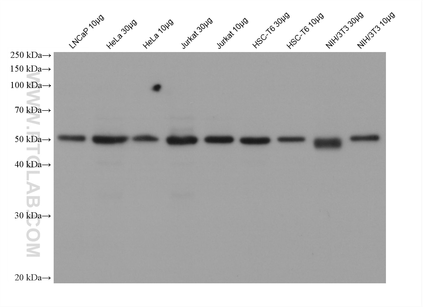 Various samples were loaded at different volumes per well and subjected to Western blot, unblocked. Primary antibody 66031-1-Ig (Alpha Tubulin Mouse Monoclonal Antibody) was diluted with PR20039 at 1:20,000 and incubated at room temperature for 3 minutes. The secondary antibody RGAM001 was diluted with PR20039 at 1:20,000 and incubated at room temperature for 3 minutes.