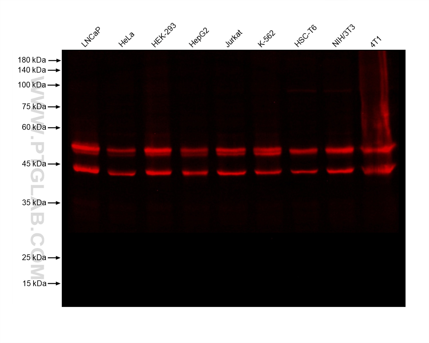 Various samples were loaded at 30 ug per well and subjected to Western blot, unblocked. Primary antibody 66210-1-Ig (JNK Mouse Monoclonal Antibody) was diluted with PR20039 at 1:10,000 and incubated at room temperature for 15 minutes. The secondary antibody RGAM006 was diluted with PR20039 at 1:10,000 and incubated at room temperature for 10 minutes.