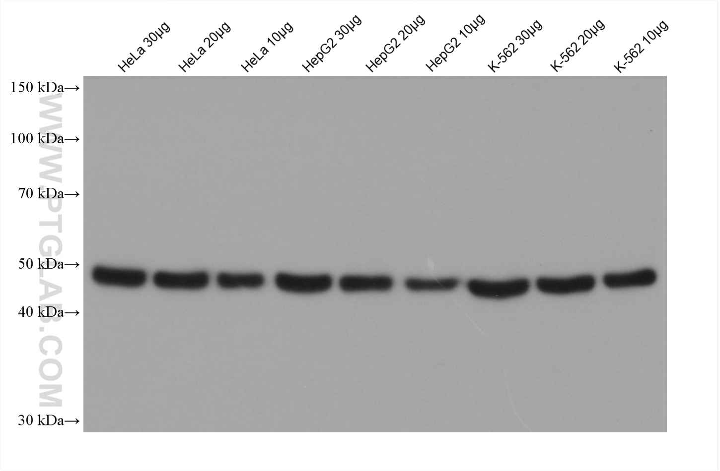 Various samples were loaded at different volumes per well and subjected to Western blot, unblocked. Primary antibody 80713-1-RR (Beta Tubulin Rabbit Recombinant Antibody) was diluted with PR20039 at 1:10,000 and incubated at room temperature for 18 minutes. The secondary antibody RGAR001 was diluted with PR20039 at 1:20,000 and incubated at room temperature for 8 minutes.