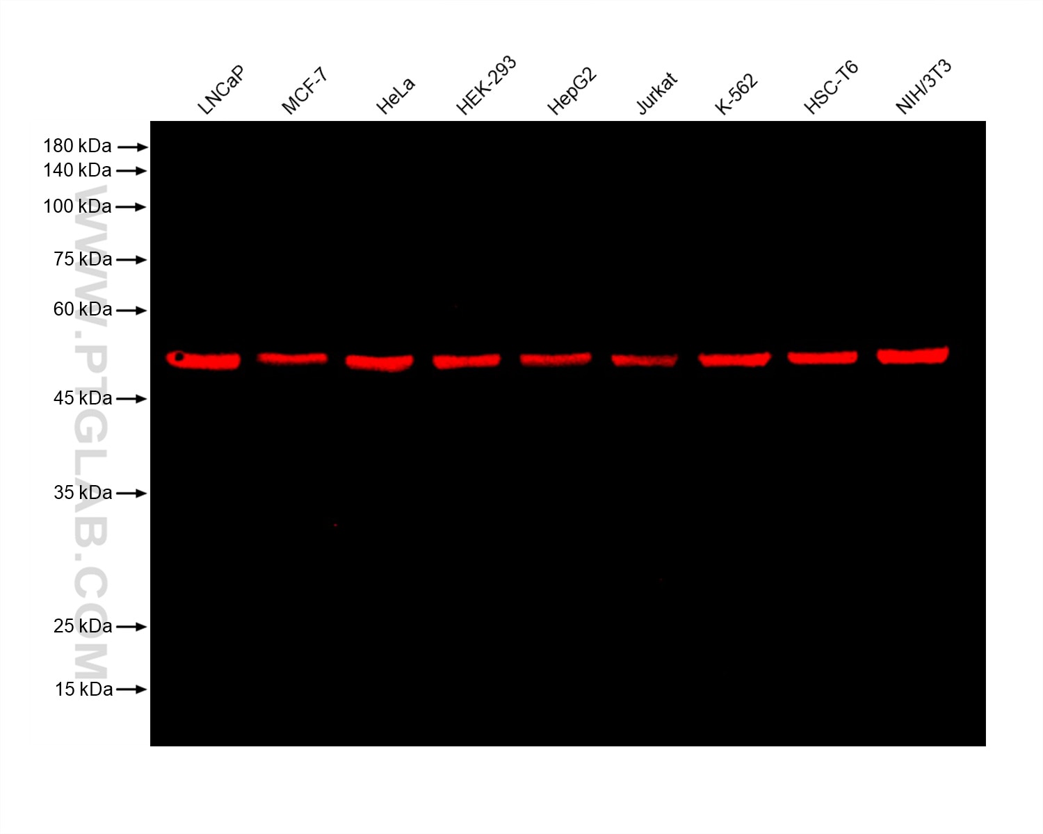 Various samples were loaded at 30 ug per well and subjected to Western blot, unblocked. Primary antibody 80713-1-RR (Beta Tubulin Rabbit Recombinant Antibody)  was diluted with PR20039 at 1:20,000 and incubated at room temperature for 15 minutes. The secondary antibody RGAR006 was diluted with PR20039 at 1:10,000 and incubated at room temperature for 10 minutes.