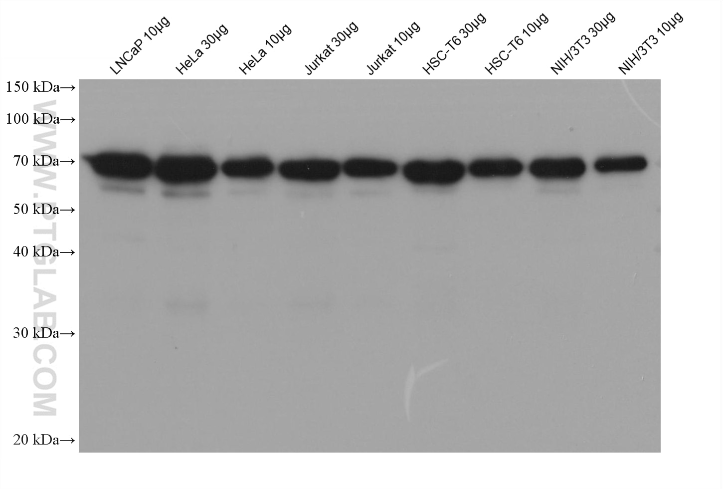 Various samples were loaded at different volumes per well and subjected to Western blot, unblocked. Primary antibody HRP-66095 (HRP-conjugated Lamin B1 Mouse Monoclonal antibody) was diluted with PR20039 at 1:5,000 and incubated at room temperature for 3 minutes without a secondary antibody involved.