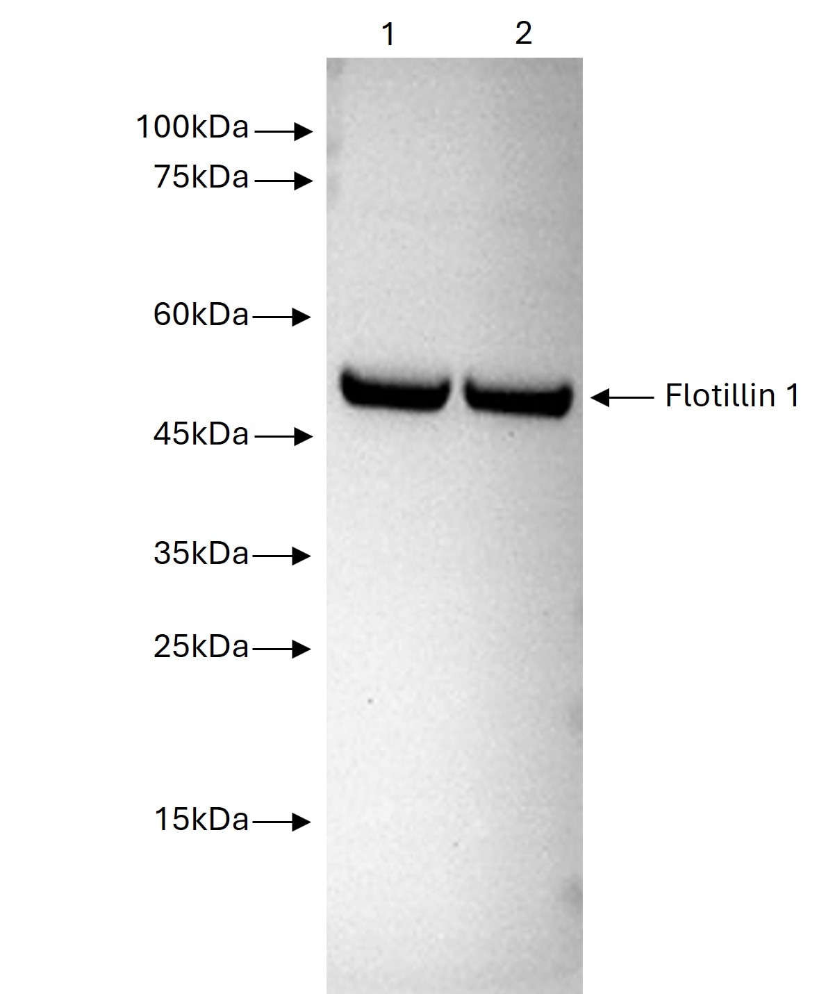 HeLa cells were lysed using RIPA Buffer (PR20135). Lysates were subjected to SDS-PAGE (5 ug protein/well) followed by western blot with 15571-1-AP (Flotillin 1 antibody).