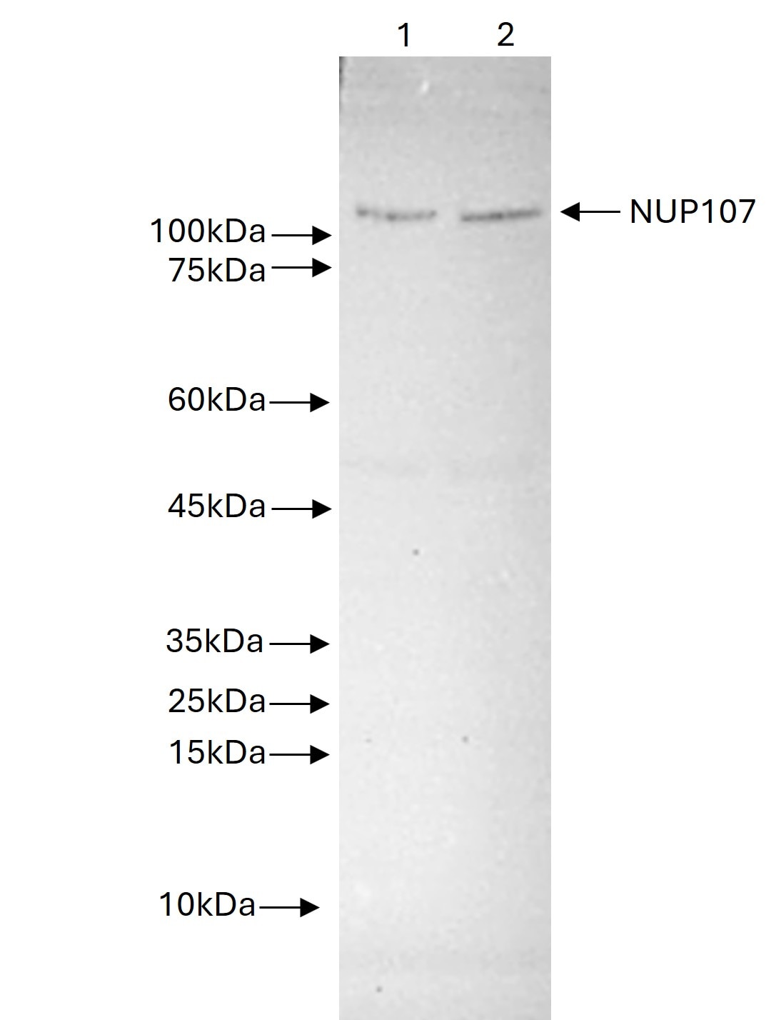 HeLa cells were lysed using RIPA Buffer (PR20135). Lysates were subjected to SDS-PAGE (5 ug protein/well) followed by western blot with 19217-1-AP (NUP107 antibody).