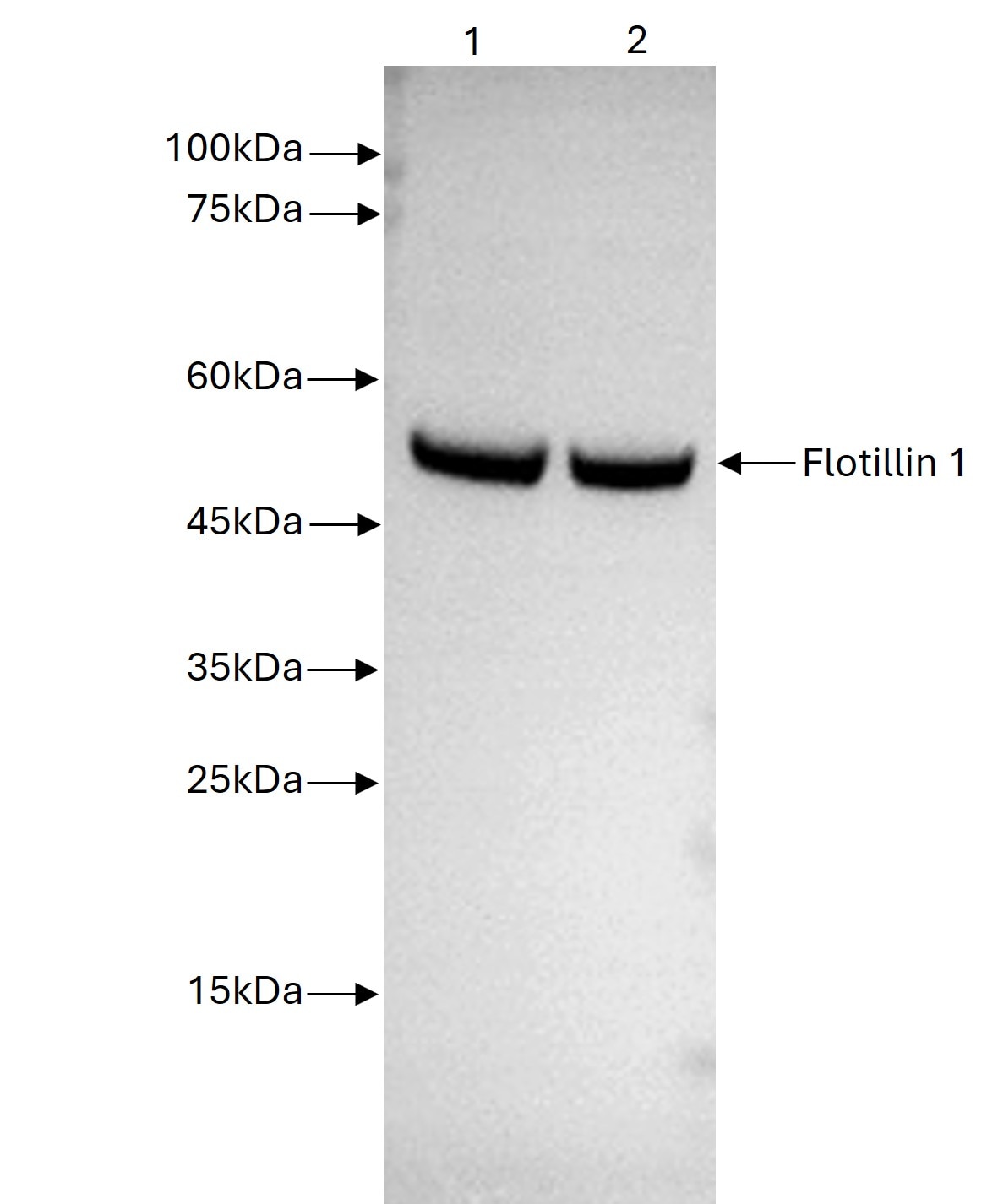 HeLa cells were lysed using Gentle Cell Lysis Buffer (PR20136). Lysates were subjected to SDS-PAGE (5 ug protein/well) followed by western blot with 15571-1-AP (Flotillin 1 antibody).