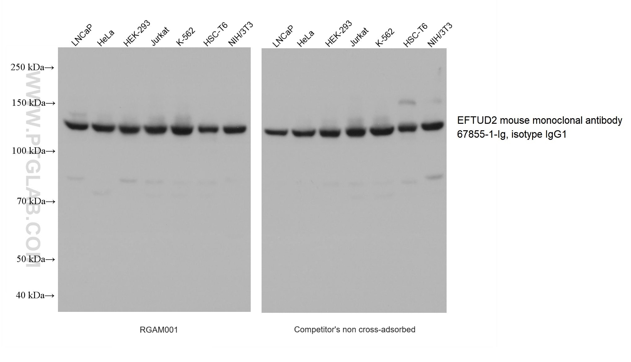 Various lysates were subjected to SDS-PAGE followed by western blot with EFTUD2 mouse monoclonal antibody (67855-1-Ig, isotype IgG1) at dilution of 1:10000.  RGAM001 (left) and competitor’s non cross-adsorbed HRP-Goat anti-mouse (H+L) secondary antibody (right) were both used at 0.05μg/mL for detection. 