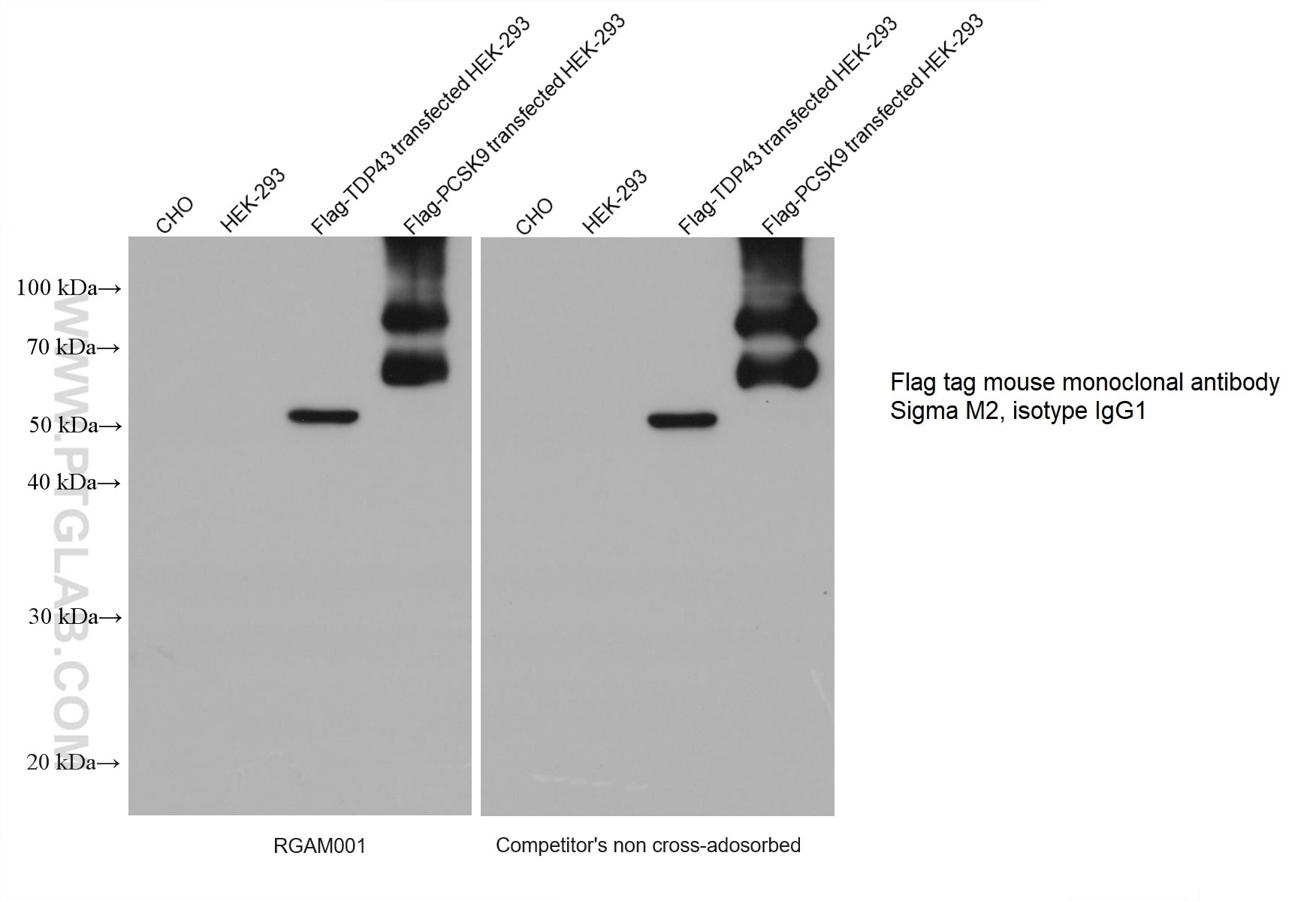 Various lysates were subjected to SDS-PAGE followed by western blot with Flag tag mouse monoclonal antibody (sigma M2, isotype IgG1) at dilution of 1:50000.  RGAM001 (left) and competitor’s non cross-adsorbed HRP-Goat anti-mouse (H+L) secondary antibody (right) were both used at 0.05μg/mL for detection. 