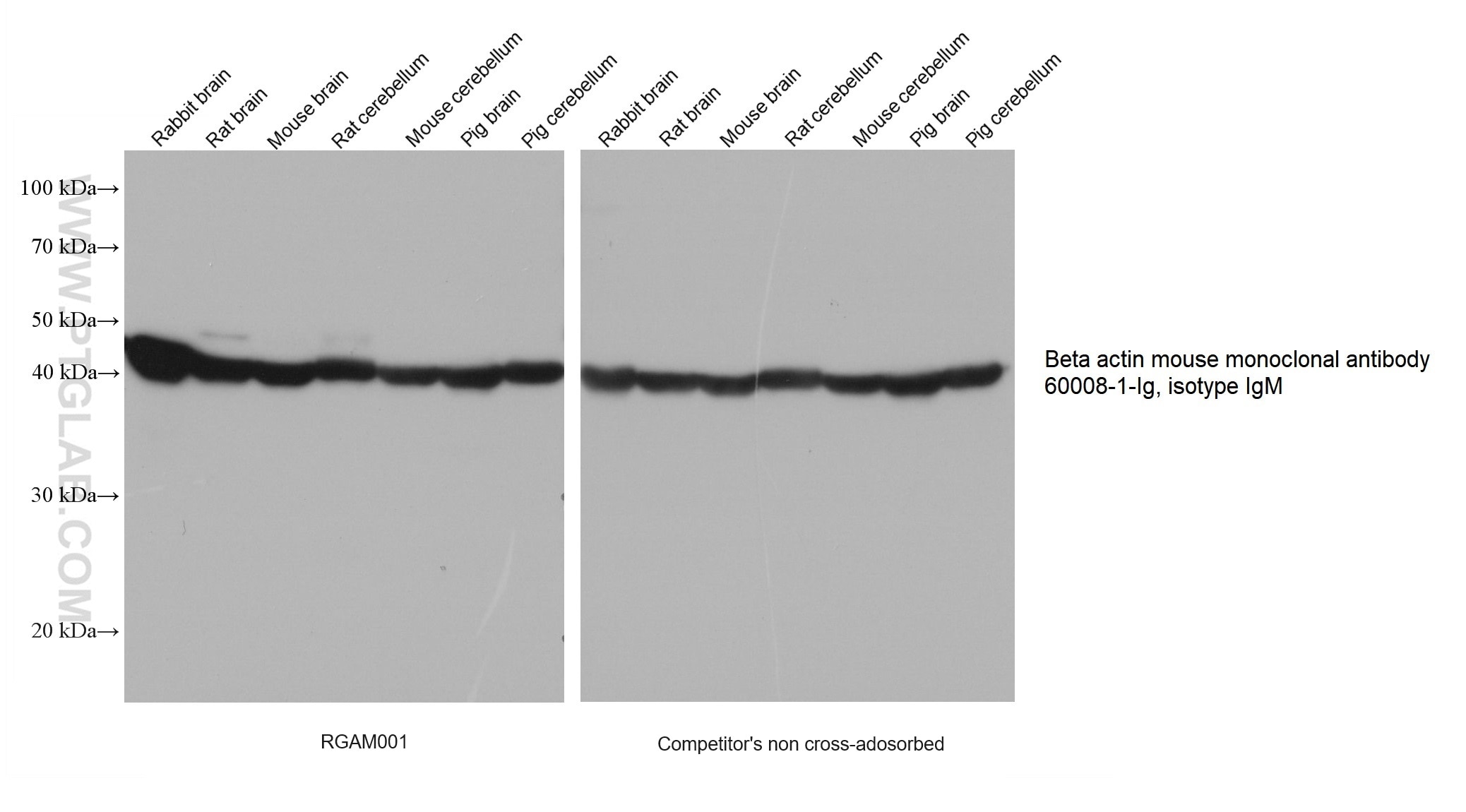 Various lysates were subjected to SDS-PAGE followed by western blot with Beta actin mouse monoclonal antibody (60008-1-Ig, isotype IgM) at dilution of 1:50000.  RGAM001 (left) and competitor’s non cross-adsorbed HRP-Goat anti-mouse (H+L) secondary antibody (right) were both used at 0.05μg/mL for detection. 