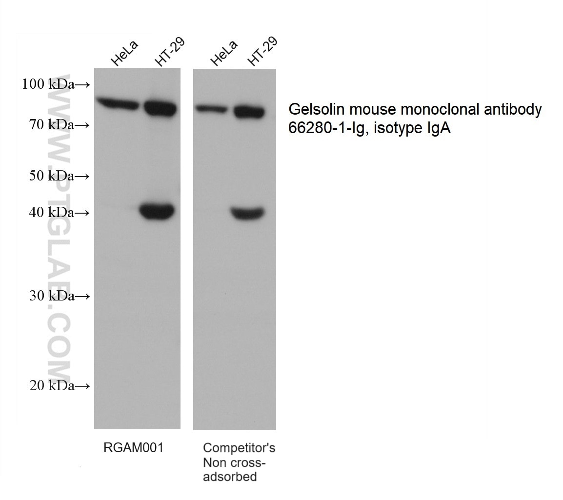 Various lysates were subjected to SDS-PAGE followed by western blot with Gelsolin mouse monoclonal antibody 66280-1-Ig (isotype IgA) at dilution of 1:5000.  RGAM001 (left) and competitor’s non cross-adsorbed HRP-Goat anti-mouse (H+L) secondary antibody (right) were used at 1:20000 for detection. 
