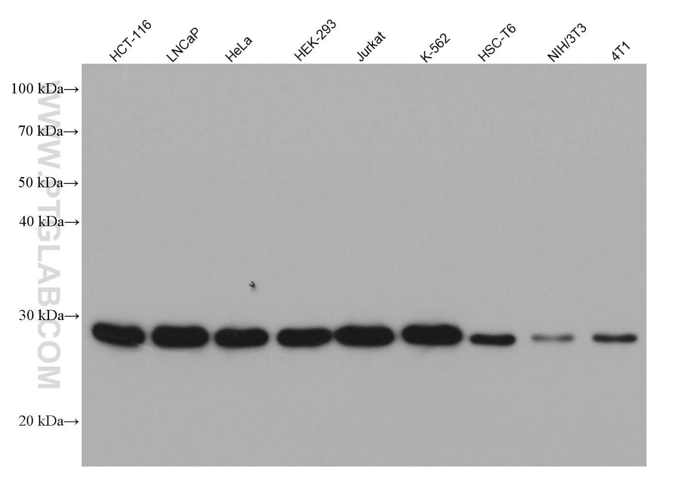 Various lysates were subjected to SDS-PAGE followed by western blot with CACYBP mouse monoclonal antibody (68161-1-Ig) at 1:20000.  Multi-rAb HRP-Goat Anti-Mouse Recombinant Secondary Antibody (H+L) RGAM001 were used at 1:20000 for detection.