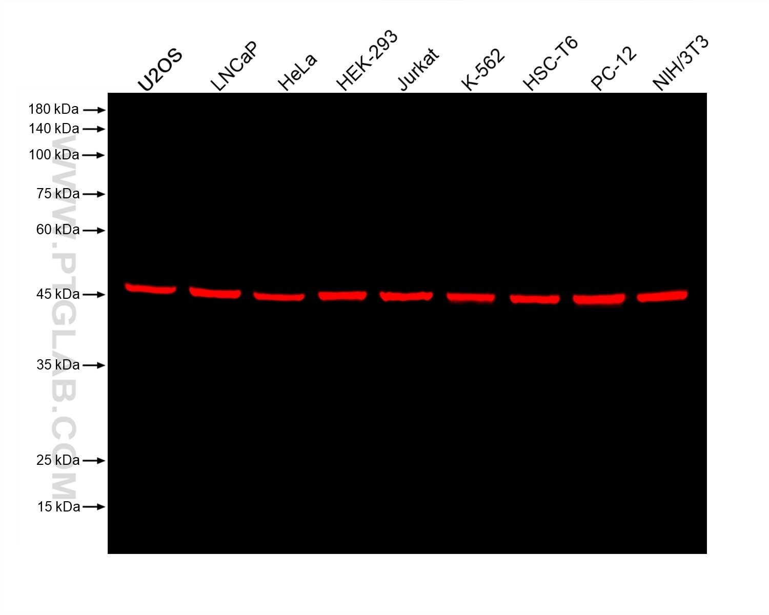 Various lysates were subjected to SDS-PAGE followed by western blot with mouse anti-EIF3E monoclonal antibody (Cat.NO. 67095-1-Ig, isotype IgG1) at dilution of 1:50000. Multi-rAb CoraLite® Plus 750-Goat Anti-Mouse Recombinant Secondary Antibody (H+L) RGAM006 was used at 1:10000 for detection. 	