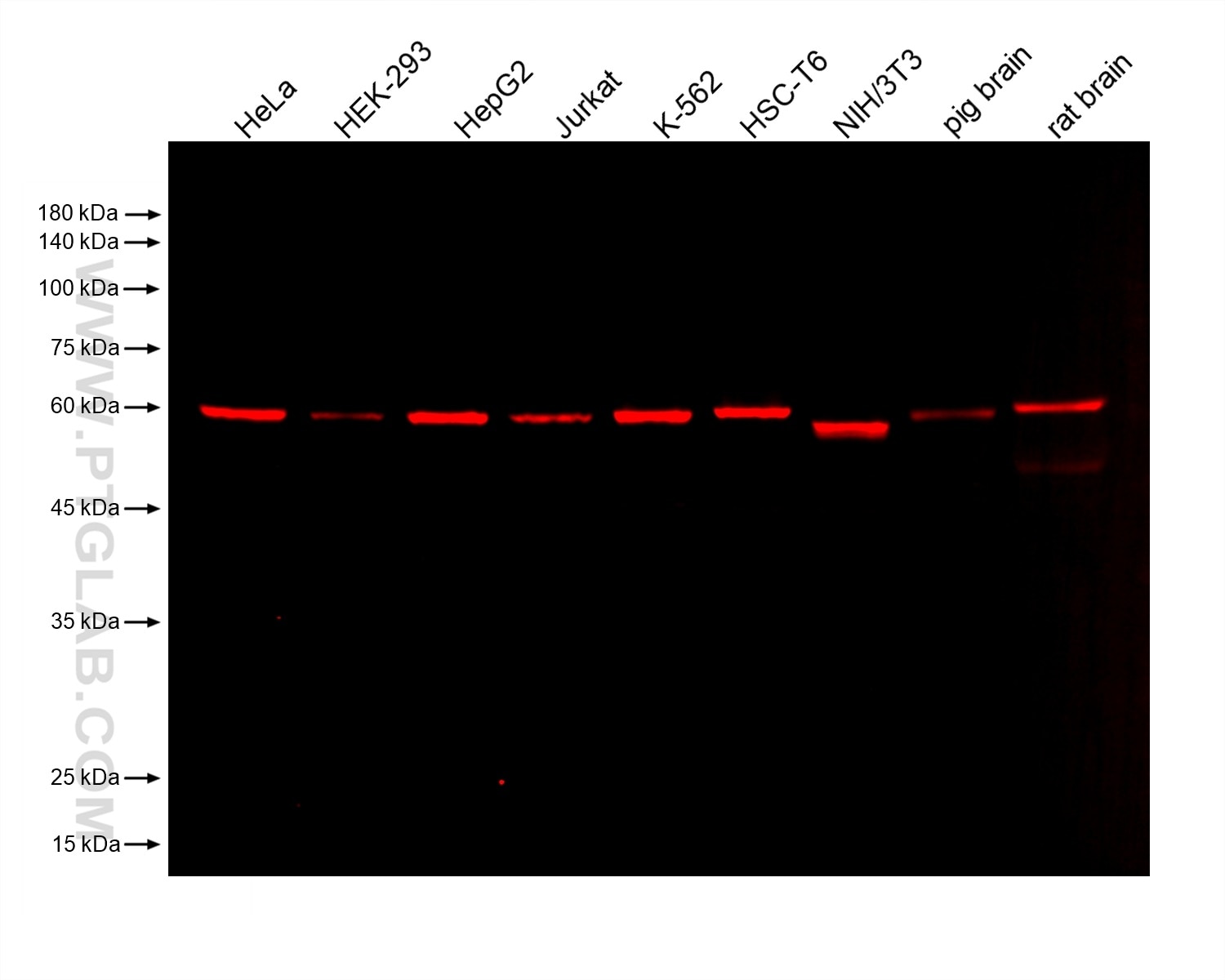 Various lysates were subjected to SDS-PAGE followed by western blot with mouse anti-Catalase monoclonal antibody (Cat.NO. 66765-1-Ig, isotype IgG1) at dilution of 1:10000. Multi-rAb CoraLite® Plus 750-Goat Anti-Mouse Recombinant Secondary Antibody (H+L) RGAM006 was used at 1:10000 for detection. 	