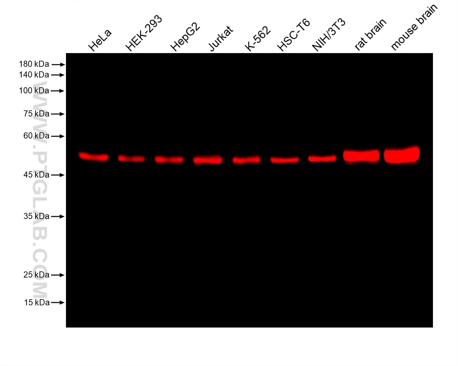 Various lysates were subjected to SDS-PAGE followed by western blot with mouse anti-Beta Tubulin monoclonal antibody (Cat.NO. 66240-1-Ig, isotype IgG2a) at dilution of 1:100000. Multi-rAb CoraLite® Plus 750-Goat Anti-Mouse Recombinant Secondary Antibody (H+L) RGAM006 was used at 1:10000 for detection. 
