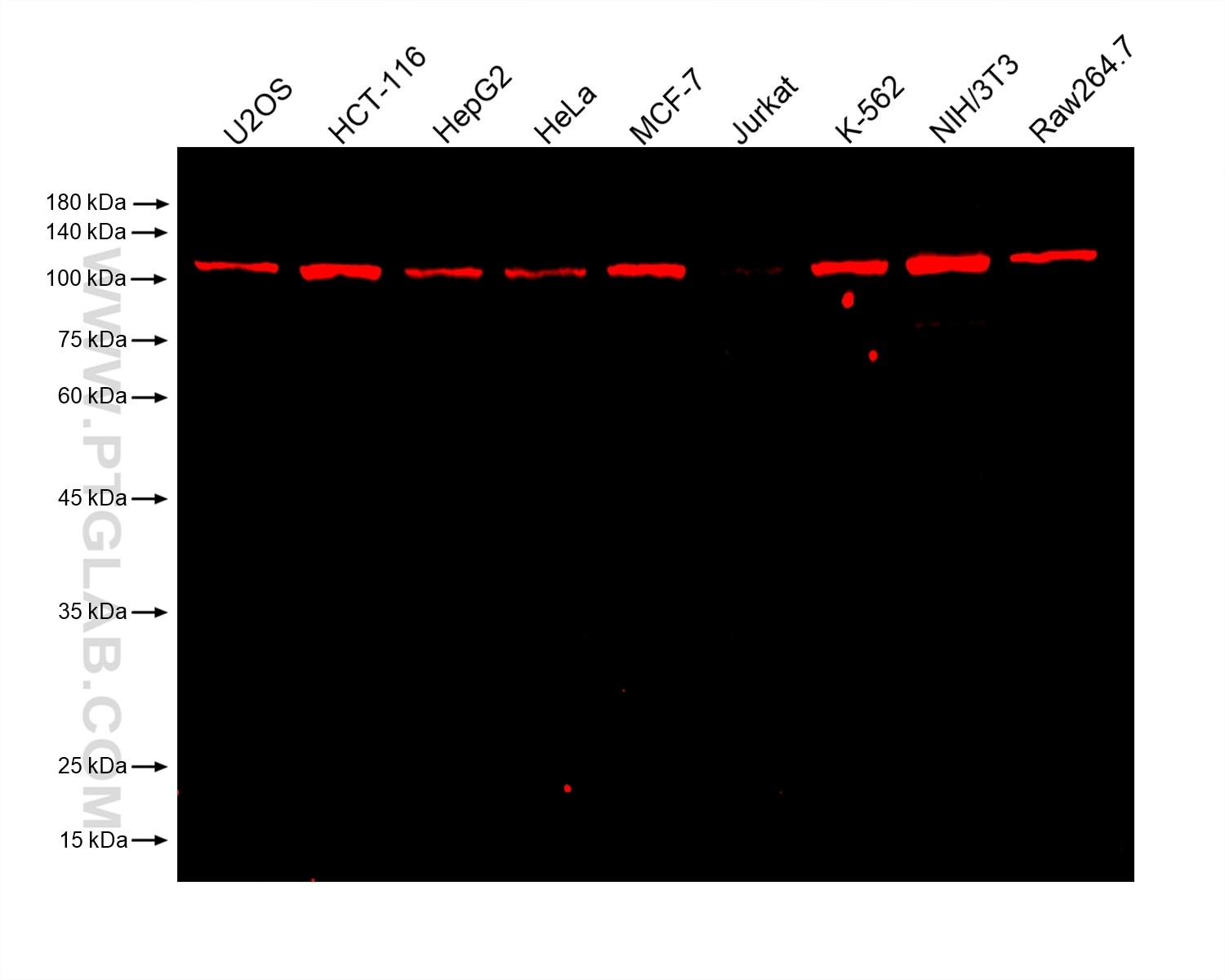 Various lysates were subjected to SDS-PAGE followed by western blot with mouse anti-FAK monoclonal antibody (Cat.NO. 66258-1-Ig, isotype IgG2c) at dilution of 1:5000. Multi-rAb CoraLite® Plus 750-Goat Anti-Mouse Recombinant Secondary Antibody (H+L) RGAM006 was used at 1:10000 for detection. 