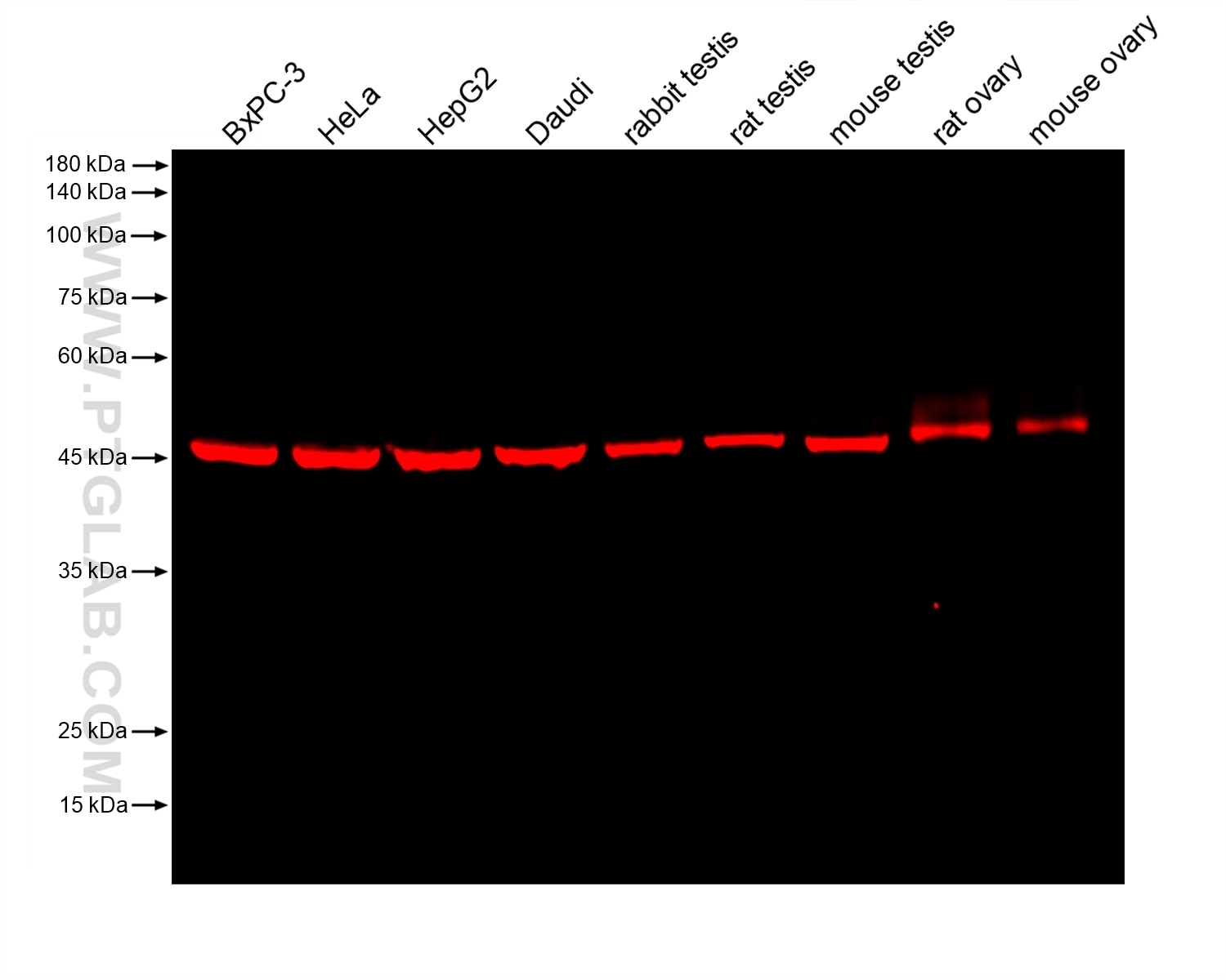 Various lysates were subjected to SDS-PAGE followed by western blot with mouse anti-ZNF174 monoclonal antibody (Cat.NO. 68426-1-Ig, isotype IgG3) at dilution of 1:2000. Multi-rAb CoraLite® Plus 750-Goat Anti-Mouse Recombinant Secondary Antibody (H+L) RGAM006 was used at 1:10000 for detection. 