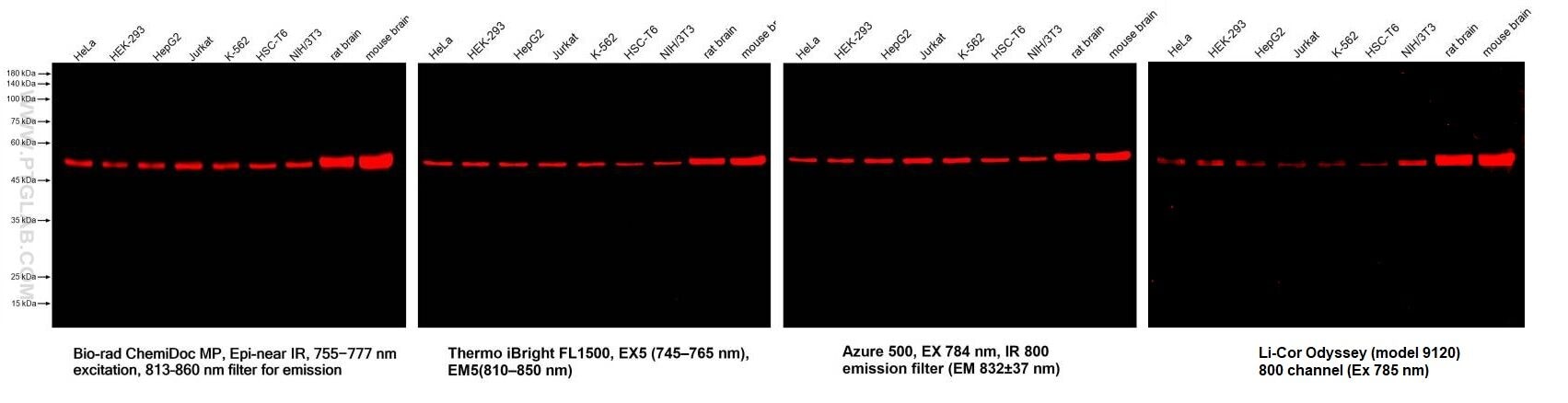 Various lysates were subjected to SDS-PAGE followed by western blot with mouse anti-Beta Tubulin monoclonal antibody (Cat.NO. 66240-1-Ig, isotype IgG2a). Multi-rAb CoraLite® Plus 750-Goat Anti-Mouse Recombinant Secondary Antibody (H+L) RGAM006 was used at 1:10000 for detection. Different devices were used for imaging for the same membrane.