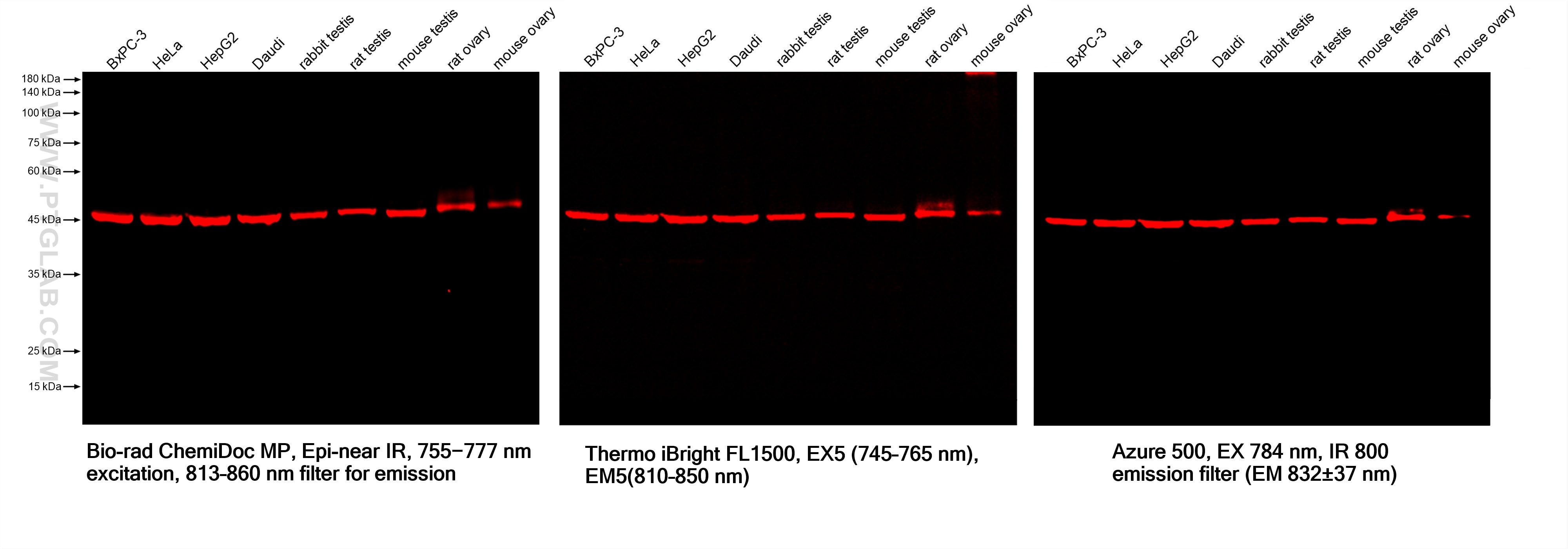 Various lysates were subjected to SDS-PAGE followed by western blot with mouse anti-ZNF174 monoclonal antibody (Cat.NO. 68426-1-Ig, isotype IgG3). Multi-rAb CoraLite® Plus 750-Goat Anti-Mouse Recombinant Secondary Antibody (H+L) RGAM006 was used at 1:10000 for detection. Different devices were used for imaging for the same membrane.