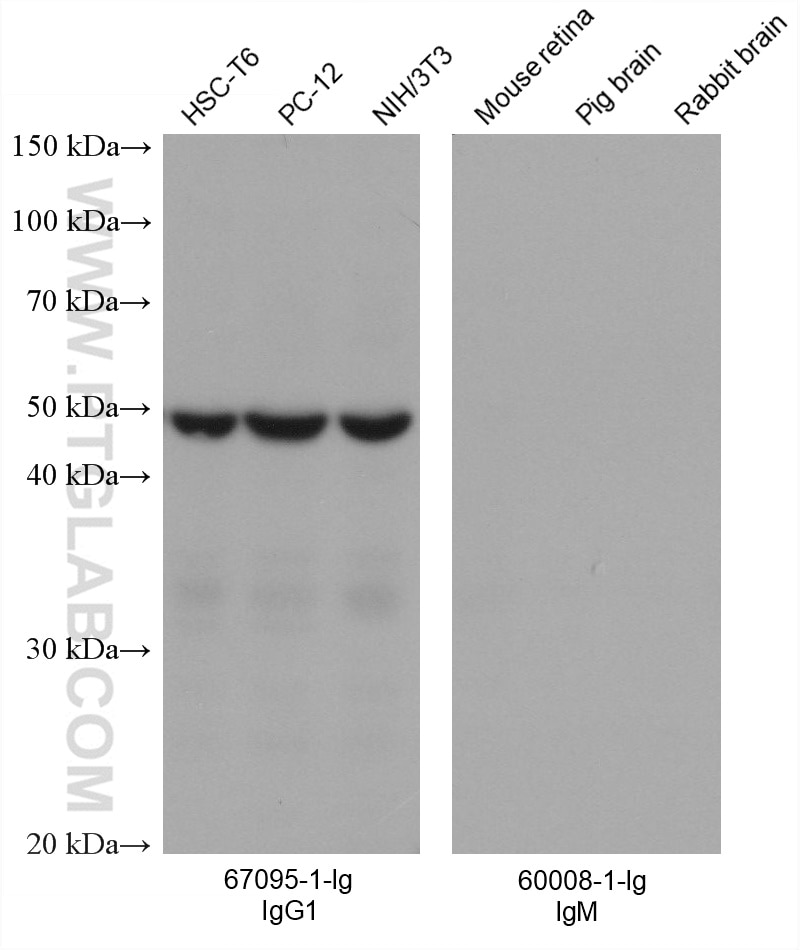 Various lysates were subjected to SDS-PAGE followed by western blot with EIF3E mouse monoclonal antibody (67095-1-Ig, left panel) and Beta-actin mouse monoclonal antibody (60008-1-Ig, right panel). Multi-rAb™ HRP-Goat Anti-Mouse IgG1-Specific Recombinant Secondary Antibody were used at 1:20000 for detection. The result shows that the secondary does not react with mouse IgM. 