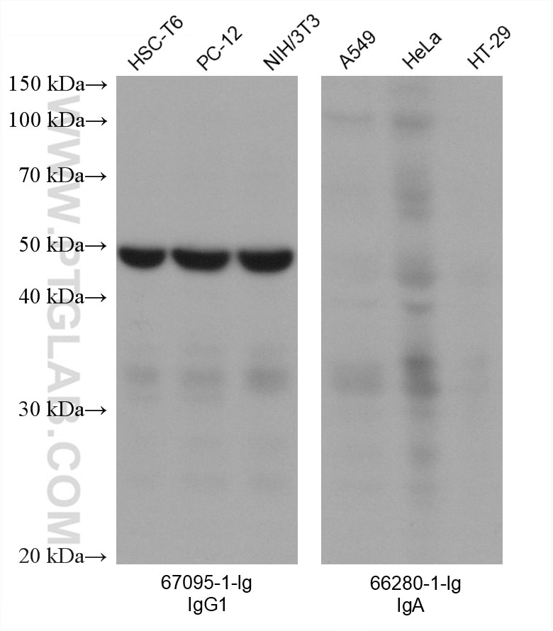 Various lysates were subjected to SDS-PAGE followed by western blot with EIF3E mouse monoclonal antibody (67095-1-Ig, mouse IgG1 subclass, left panel) and Gelsolin mouse monoclonal antibody (66280-1-Ig, mouse IgA class, right panel). Multi-rAb™ HRP-Goat Anti-Mouse IgG1-Specific Recombinant Secondary Antibody  were used at 1:20000 for detection. The result shows that the secondary does not react with mouse IgA.