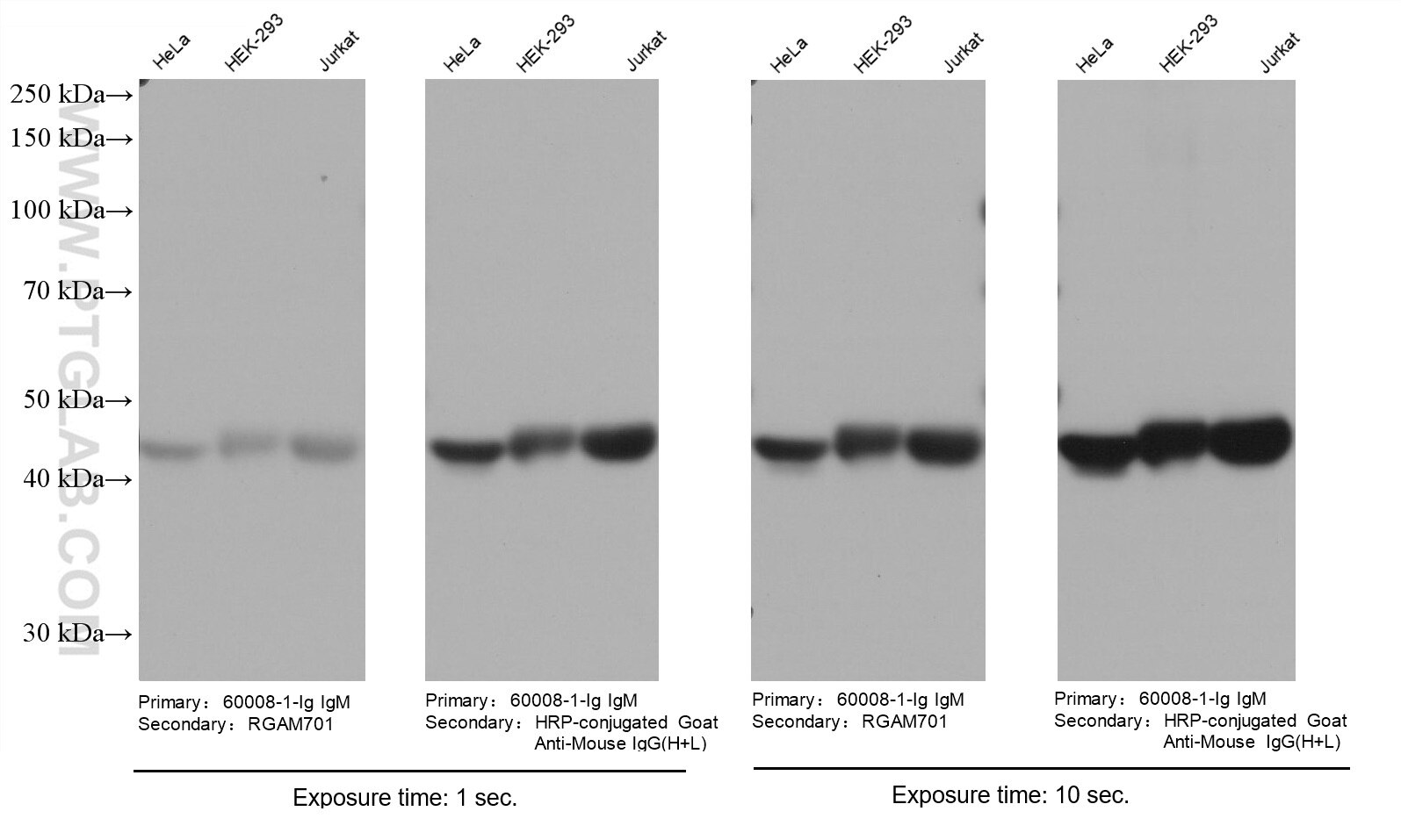 Various lysates were subjected to SDS-PAGE followed by western blot with Actin mouse monoclonal antibody (60008-1-Ig, IgM). HRP-Goat Anti-Mouse IgM-Specific Recombinant Secondary Antibody (RGAM701) and Multi-rAb HRP-Goat Anti-Mouse IgG (H+L) Recombinant Secondary Antibody (RGAM001) were used at 1: 20000 for detection.  Note that a higher signal is obtained using RGAM001 as it recognizes multiple epitopes.