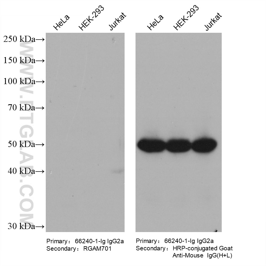 Various lysates were subjected to SDS-PAGE, followed by western blot with Beta-Tubulin mouse monoclonal antibody (66240-1-Ig, IgG2a). HRP-Goat Anti-Mouse IgM-Specific Recombinant Secondary Antibody (RGAM701) and Multi-rAb HRP-Goat Anti-Mouse IgG (H+L) Recombinant Secondary Antibody (RGAM001) were used at 1: 20000 for detection. The result shows that RGAM701 does not react with mouse IgG2a.