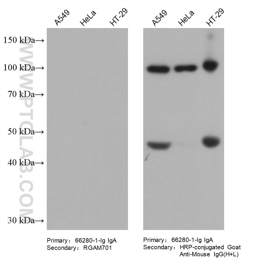 Various lysates were subjected to SDS-PAGE followed by western blot with Gelsolin mouse monoclonal antibody (66280-1-Ig, IgA).  HRP-Goat Anti-Mouse IgM-Specific Recombinant Secondary Antibody (RGAM701) and Multi-rAb HRP-Goat Anti-Mouse IgG (H+L) Recombinant Secondary Antibody (RGAM001) were used at 1: 20000 for detection.  The result shows that RGAM701 does not react with mouse IgA.