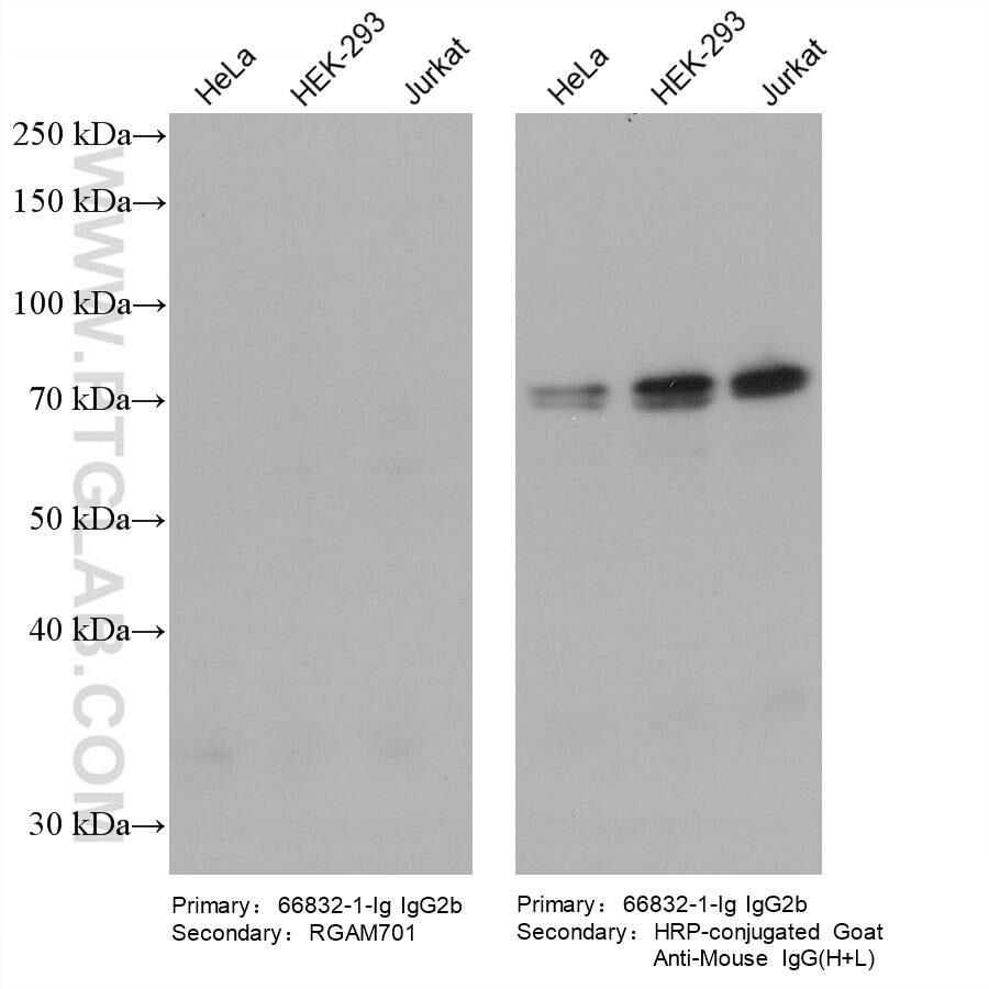 Various lysates were subjected to SDS-PAGE, followed by western blot with NRF1 mouse monoclonal antibody (66832-1-Ig, IgG2b). HRP-Goat Anti-Mouse IgM-Specific Recombinant Secondary Antibody (RGAM701) and Multi-rAb HRP-Goat Anti-Mouse IgG (H+L) Recombinant Secondary Antibody (RGAM001) were used at 1: 20000 for detection. The result shows that RGAM701 does not react with mouse IgG2b.
