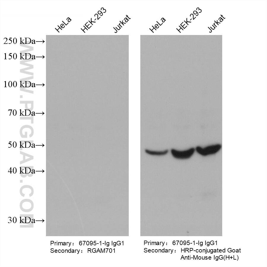 Various lysates were subjected to SDS-PAGE followed by western blot with EIF3E mouse monoclonal antibody (67095-1-Ig, IgG1).  HRP-Goat Anti-Mouse IgM-Specific Recombinant Secondary Antibody (RGAM701) and Multi-rAb HRP-Goat Anti-Mouse IgG (H+L) Recombinant Secondary Antibody (RGAM001) were used at 1: 20000 for detection.  The result shows that RGAM701 does not react with mouse IgG1.