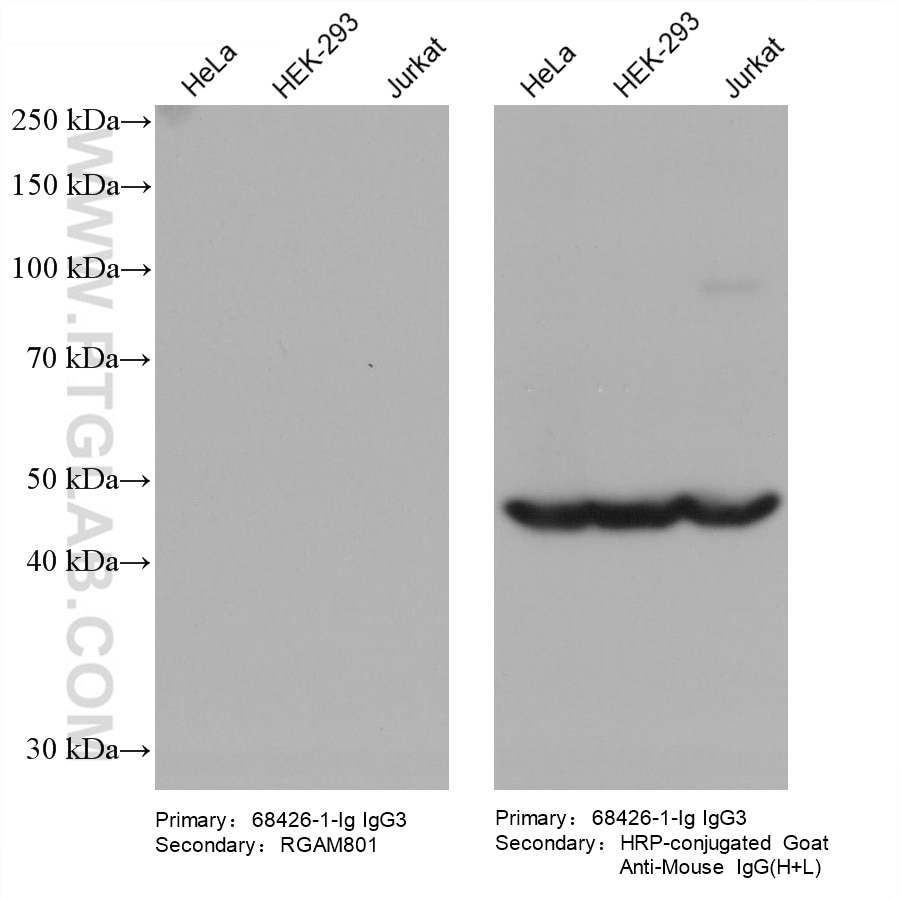 Various lysates were subjected to SDS-PAGE followed by western blot with ZNF174 mouse monoclonal antibody (68426-1-Ig, IgG3).  HRP-Goat Anti-Mouse IgA-Specific Recombinant Secondary Antibody (RGAM801) and Multi-rAb HRP-Goat Anti-Mouse IgG (H+L) Recombinant Secondary Antibody (RGAM001) were used at 1: 20000 for detection.  The result shows that RGAM801 does not react with mouse IgG3.