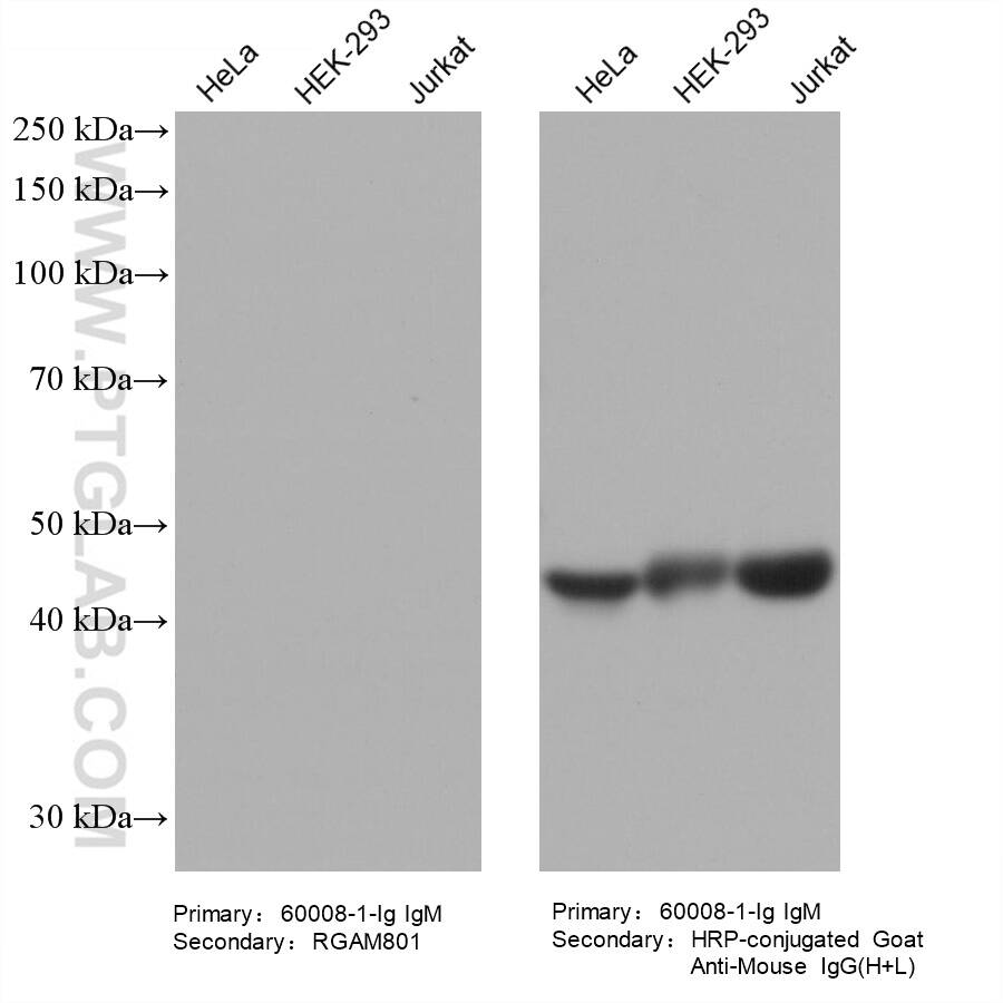 Various lysates were subjected to SDS-PAGE followed by western blot with Actin mouse monoclonal antibody (60008-1-Ig, IgM).  HRP-Goat Anti-Mouse IgA-Specific Recombinant Secondary Antibody (RGAM801) and Multi-rAb HRP-Goat Anti-Mouse IgG (H+L) Recombinant Secondary Antibody (RGAM001) were used at 1: 20000 for detection.  The result shows that RGAM801 does not react with mouse IgM.