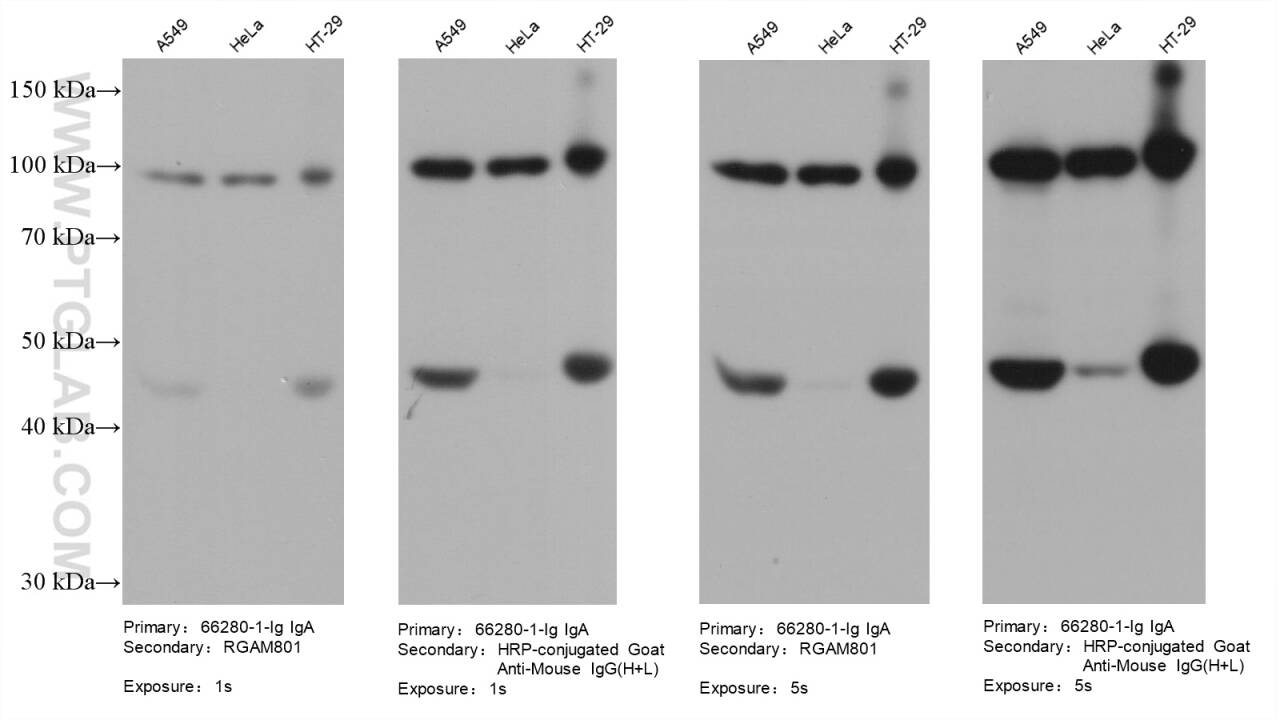 Various lysates were subjected to SDS-PAGE followed by western blot with Gelsolin mouse monoclonal antibody (66280-1-Ig, IgA).  HRP-Goat Anti-Mouse IgA-Specific Recombinant Secondary Antibody (RGAM801) and Multi-rAb HRP-Goat Anti-Mouse IgG (H+L) Recombinant Secondary Antibody (RGAM001) were used at 1: 20000 for detection.  Note that a higher signal is obtained using RGAM001 as it recognizes multiple epitopes.