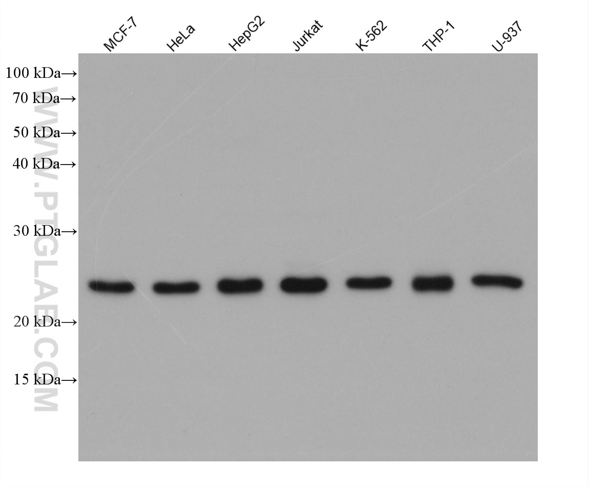 Various lysates were subjected to SDS-PAGE followed by western blot with rabbit anti-PSMB1 polyclonal antibody (11749-1-AP) at dilution of 1:10000. Multi-rAb HRP-Goat Anti-Rabbit Recombinant Secondary Antibody (H+L) (RGAR001) was used at 1:20000 for detection. 
