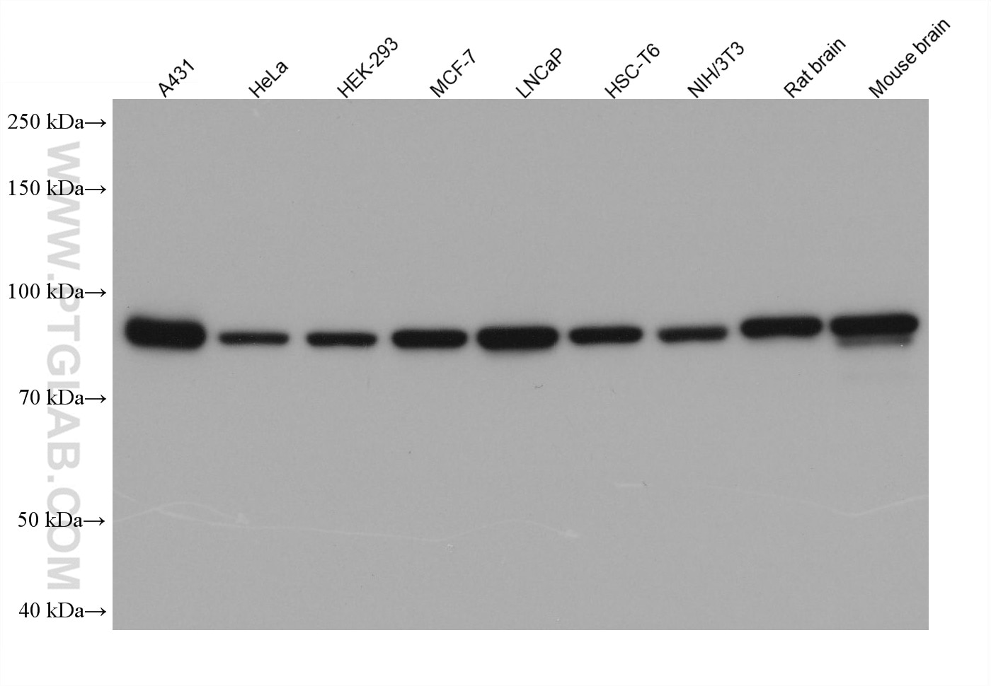 Various lysates were subjected to SDS-PAGE followed by western blot with rabbit anti-Beta Catenin polyclonal antibody (51067-2-AP) at dilution of 1:50000. Multi-rAb HRP-Goat Anti-Rabbit Recombinant Secondary Antibody (H+L) (RGAR001) was used at 1:20000 for detection.