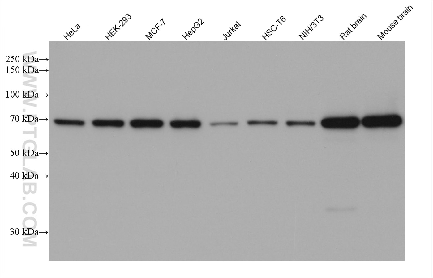 Various lysates were subjected to SDS-PAGE followed by western blot with rabbit anti-TOM70 polyclonal antibody (14528-1-AP) at dilution of 1:10000. Multi-rAb HRP-Goat Anti-Rabbit Recombinant Secondary Antibody (H+L) (RGAR001) was used at 1:20000 for detection. 