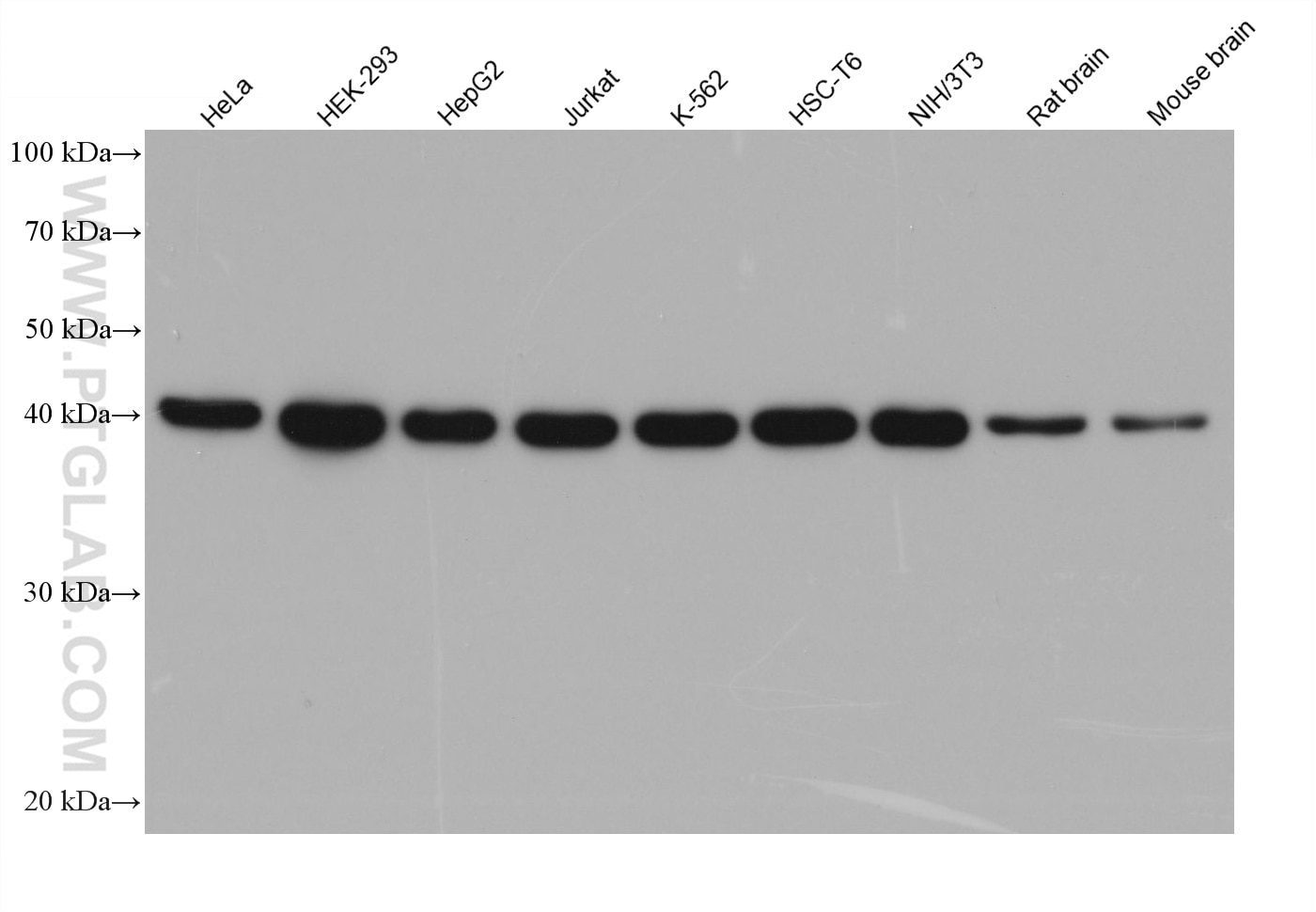 Various lysates were subjected to SDS-PAGE followed by western blot with rabbit anti-TDP43 recombinant antibody (80001-1-RR) at dilution of 1:20000. Multi-rAb HRP-Goat Anti-Rabbit Recombinant Secondary Antibody (H+L) (RGAR001) was used at 1:20000 for detection. 