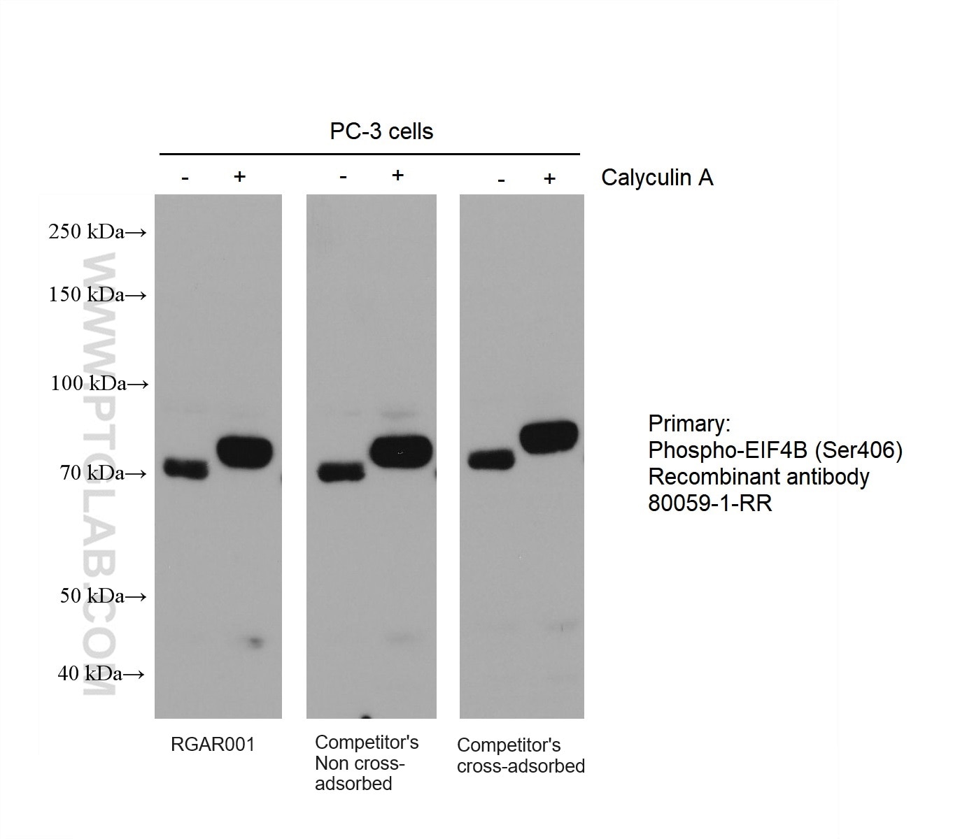 PC-3 and Calyculin A treated PC-3 cell lysates were subjected to SDS-PAGE followed by western blot with rabbit anti-Phospho-EIF4B (Ser406) Recombinant antibody (80059-1-RR) at dilution of 1:20000. Multi-rAb HRP-Goat Anti-Rabbit Recombinant Secondary Antibody (H+L) (RGAR001), leading competitor’s non cross-adsorbed and cross-adsorbed secondary antibodies were all used at 0.05μg/mL for detection. 