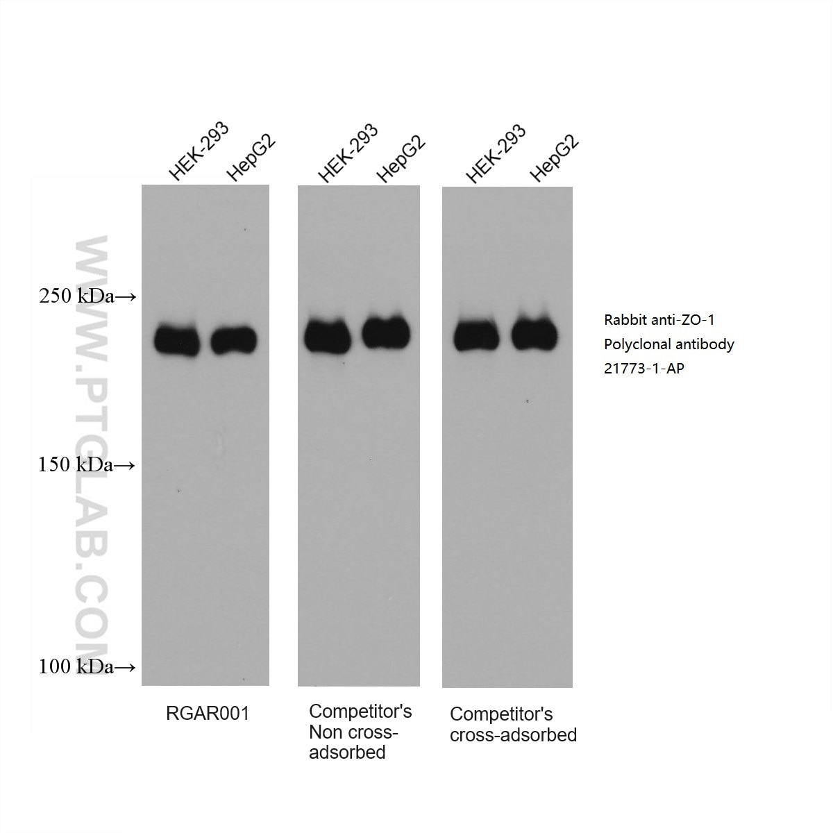 HEK-293 and HepG2 cell lysates were subjected to SDS-PAGE followed by western blot with rabbit anti-ZO-1 polyclonal antibody (21773-1-AP) at dilution of 1:50000. Multi-rAb HRP-Goat Anti-Rabbit Recombinant Secondary Antibody (H+L) (RGAR001), leading competitor’s non cross-adsorbed and cross-adsorbed secondary antibodies were all used at 0.05μg/mL for detection. 